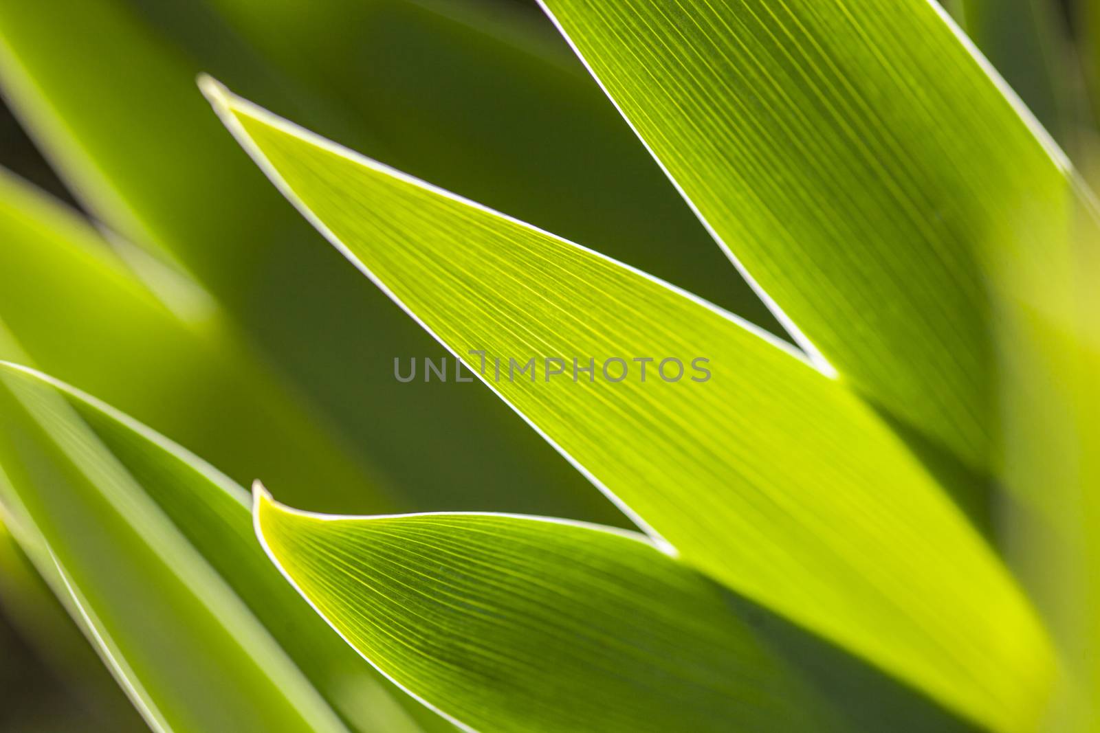 Nature Green Background 5 by pippocarlot