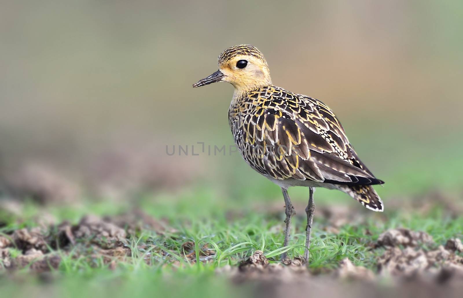 The Pacific golden plover is a medium-sized plover. The genus name is Latin and means relating to rain, from pluvia, "rain". It was believed that golden plovers flocked when rain was imminent.