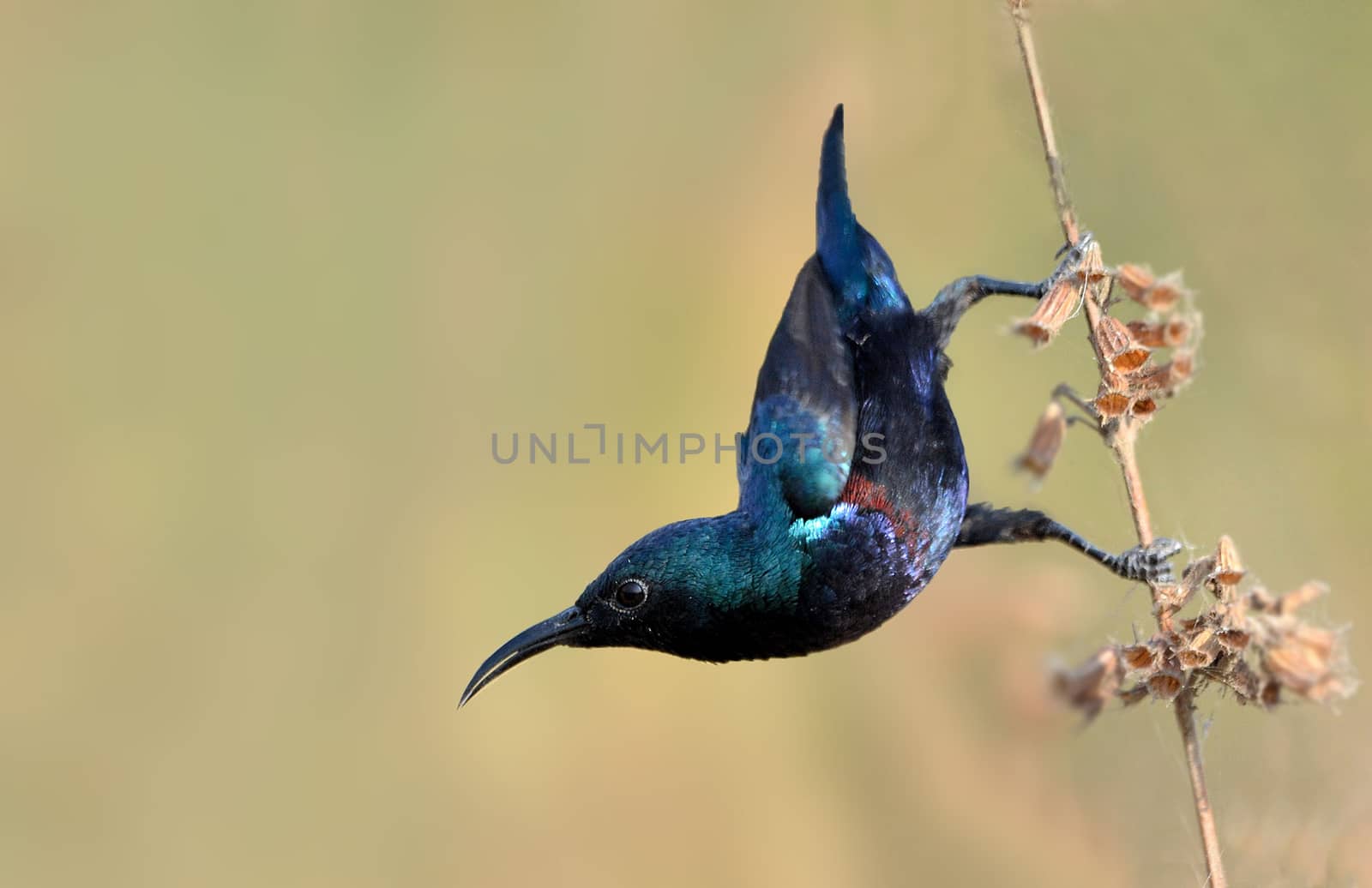 Purple sunbird by rkbalaji