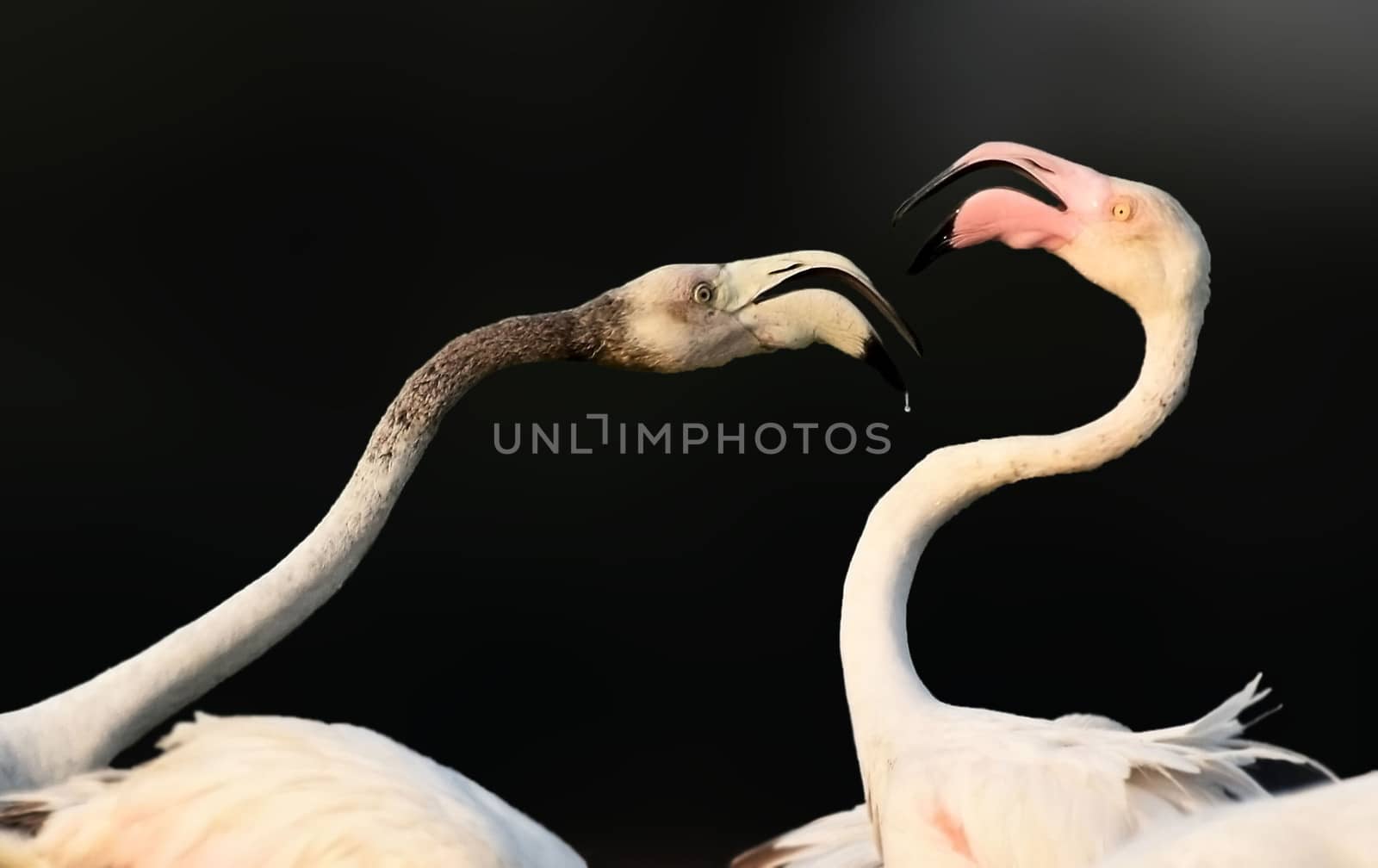 Greater flamingo by rkbalaji