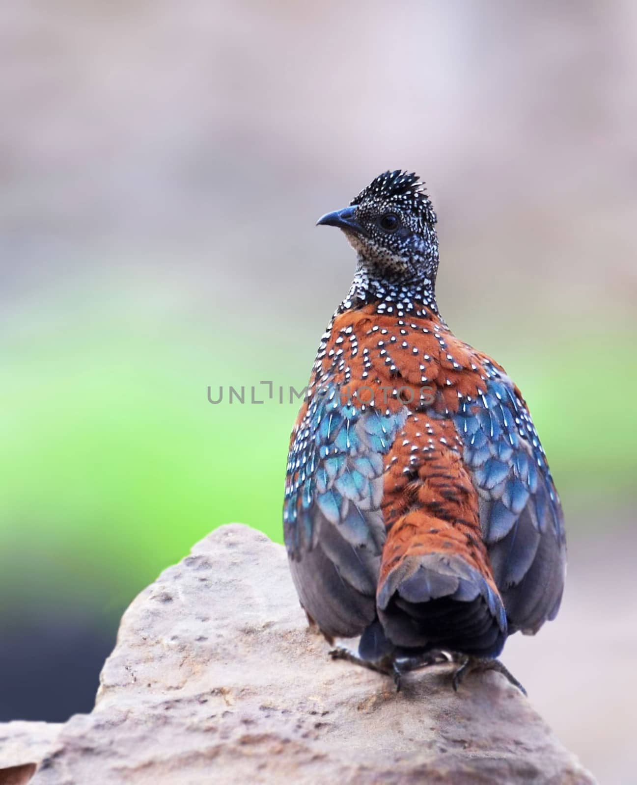 The painted spurfowl is a bird of the pheasant family found in rocky hill and scrub forests mainly in peninsular India. Males are more brightly coloured and spotted boldly in white.
