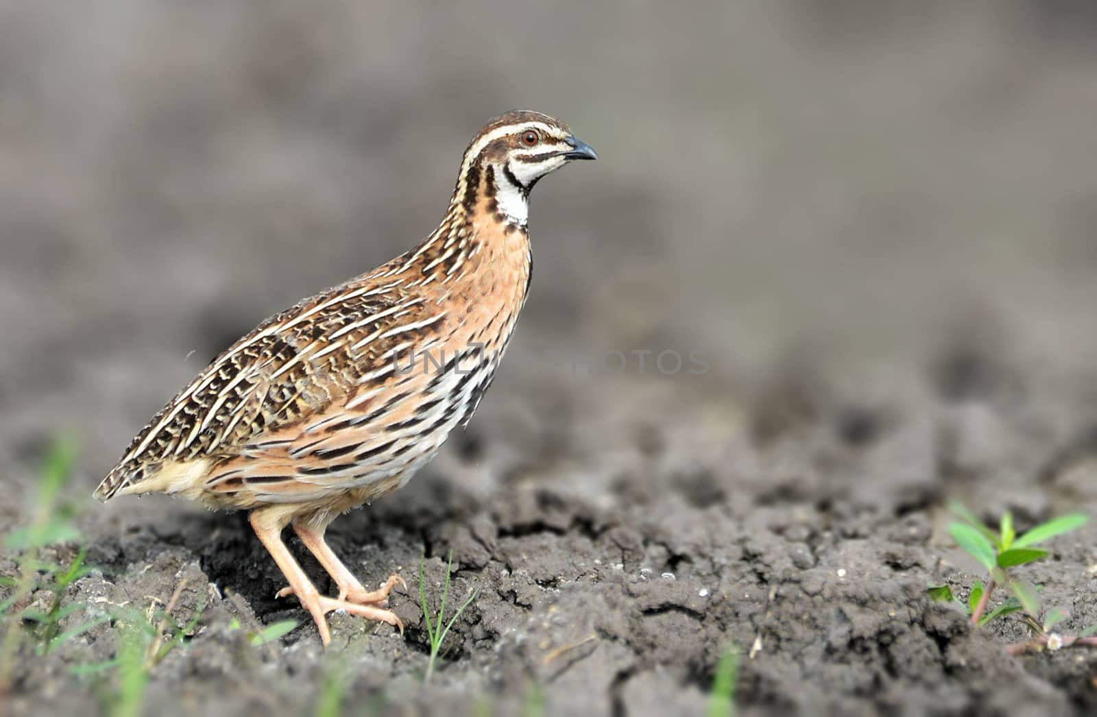 The rain quail or black-breasted quail is a species of quail found in the Indian subcontinent.