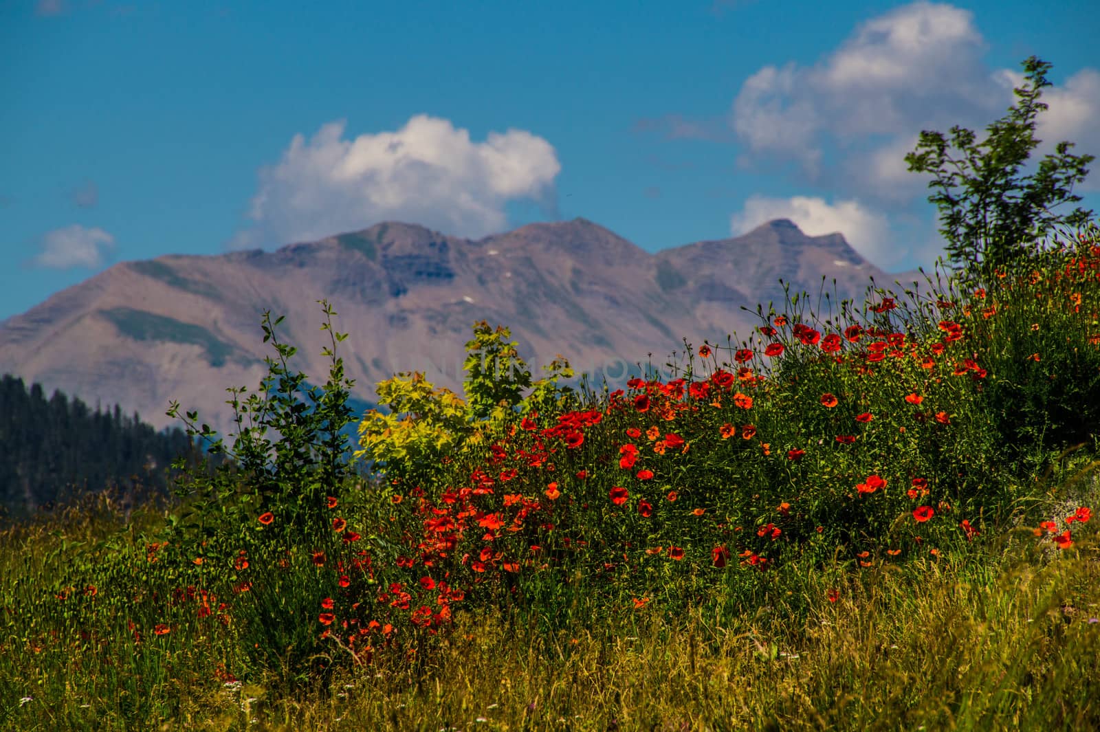 queyras regional park