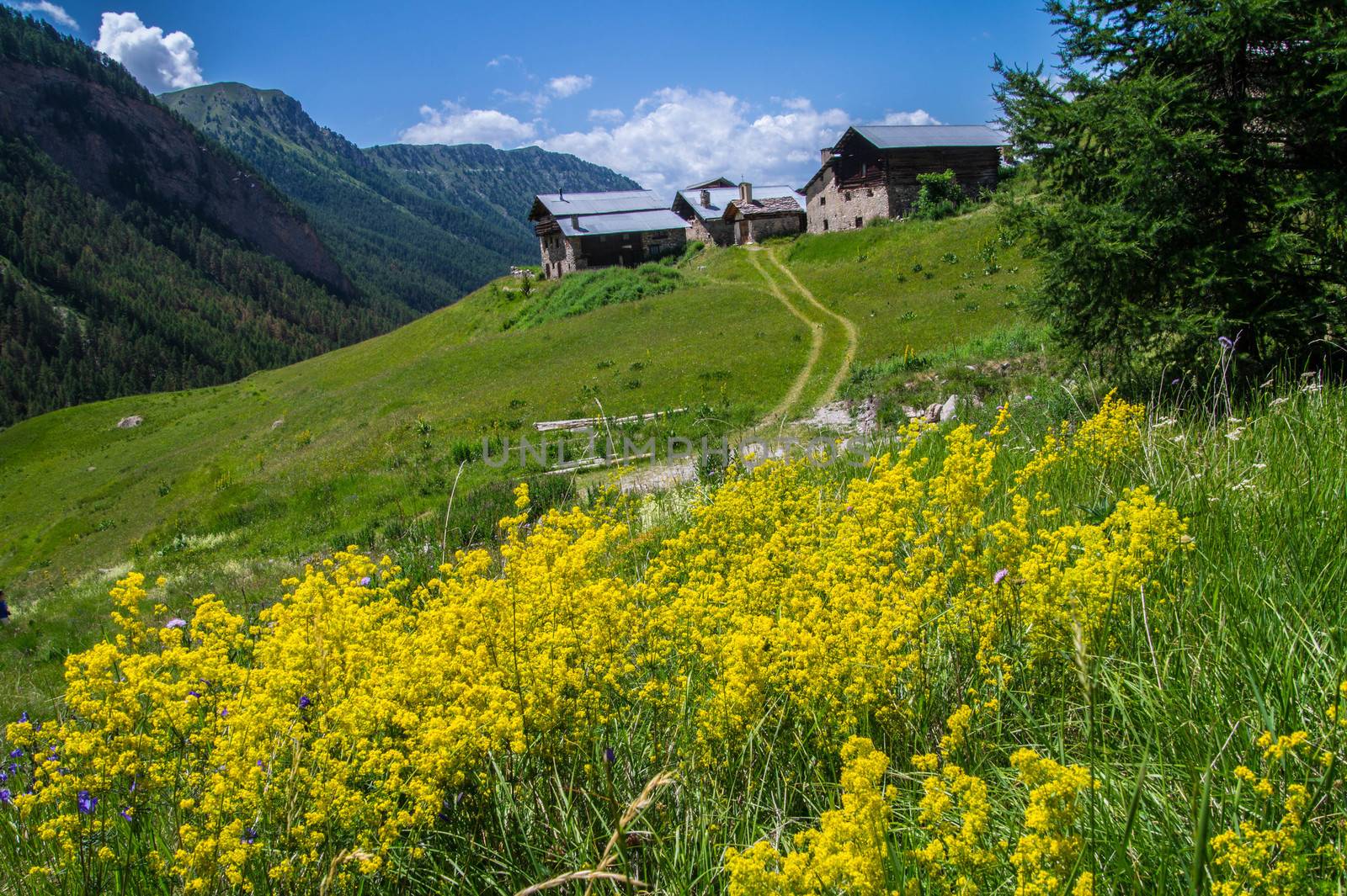 bois noir ceillac queyras in hautes alpes in france by bertrand