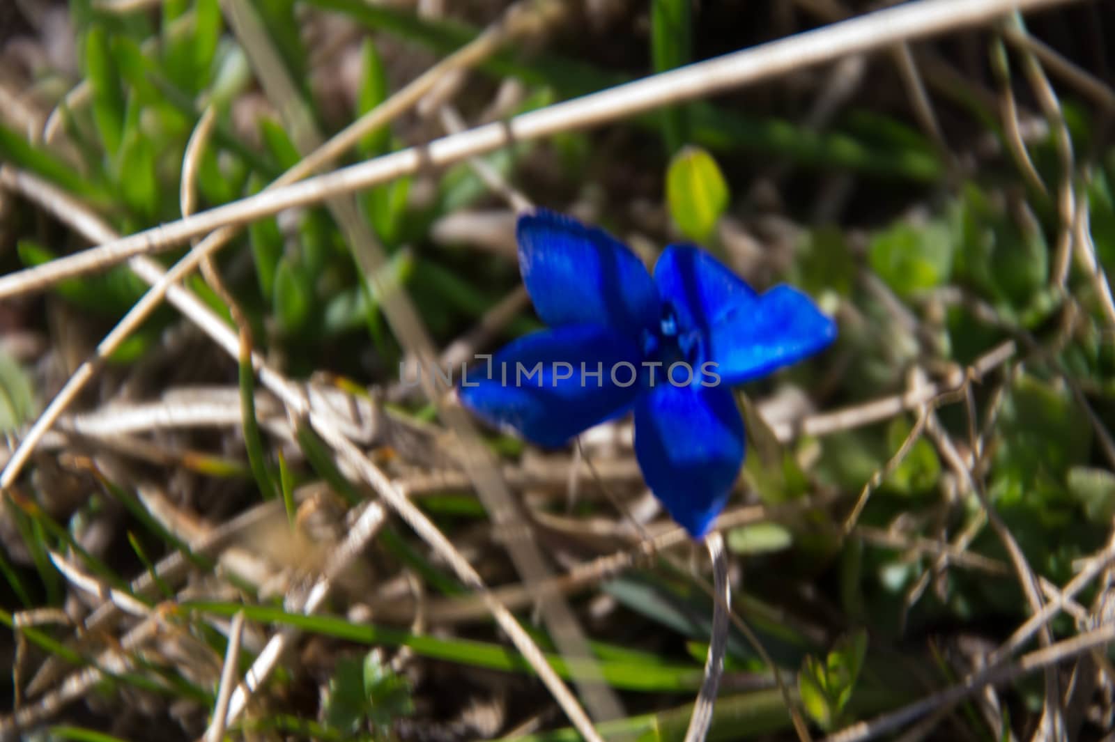 gentiana,lake clausis ceillac inqeyras in hautes alpes in france by bertrand