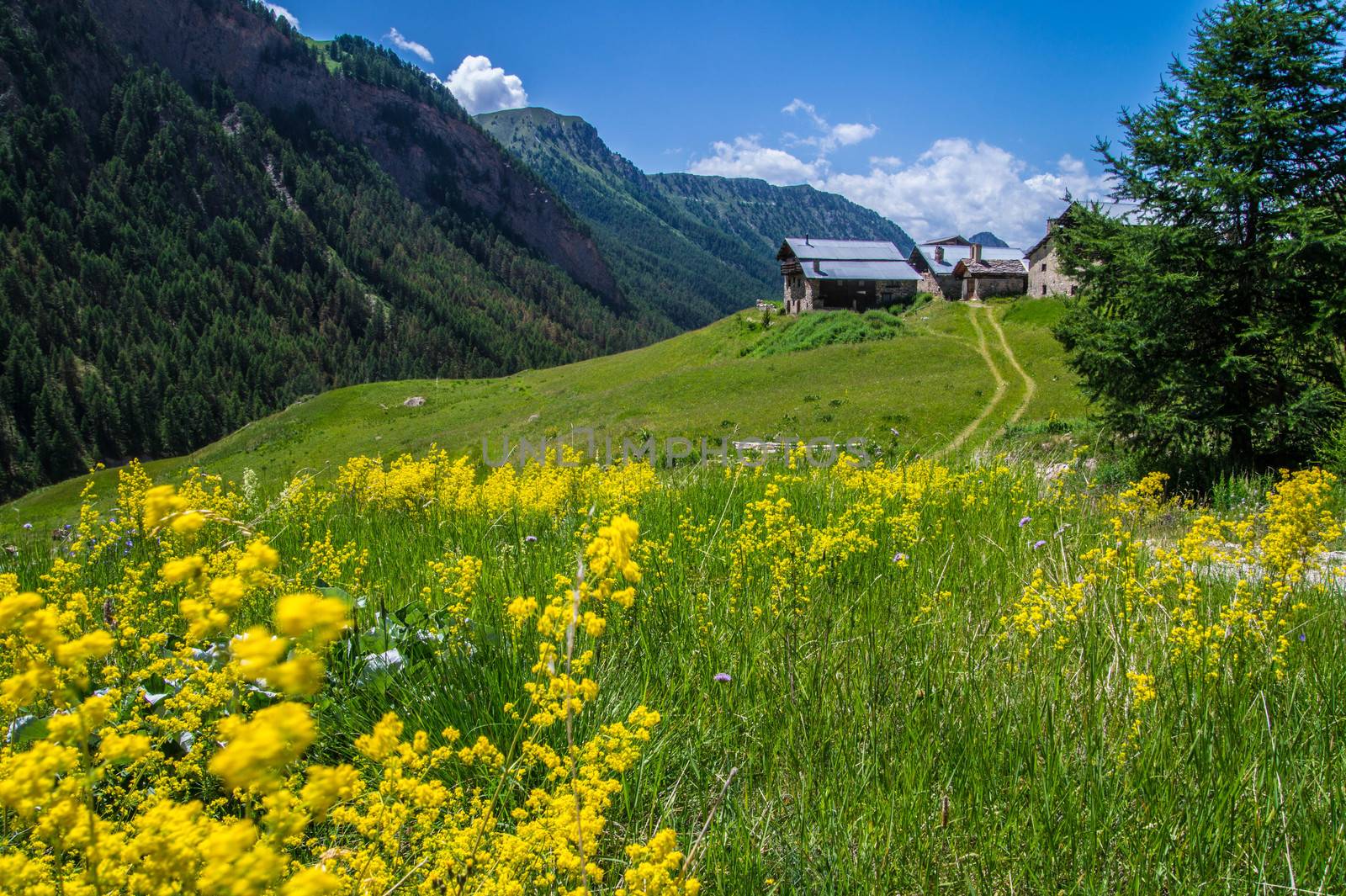 bois noir ceillac queyras in hautes alpes in france by bertrand