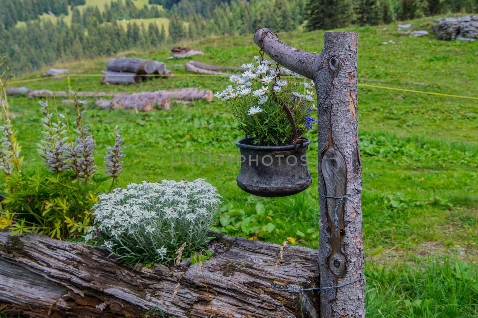 landscape of the Swiss Alps