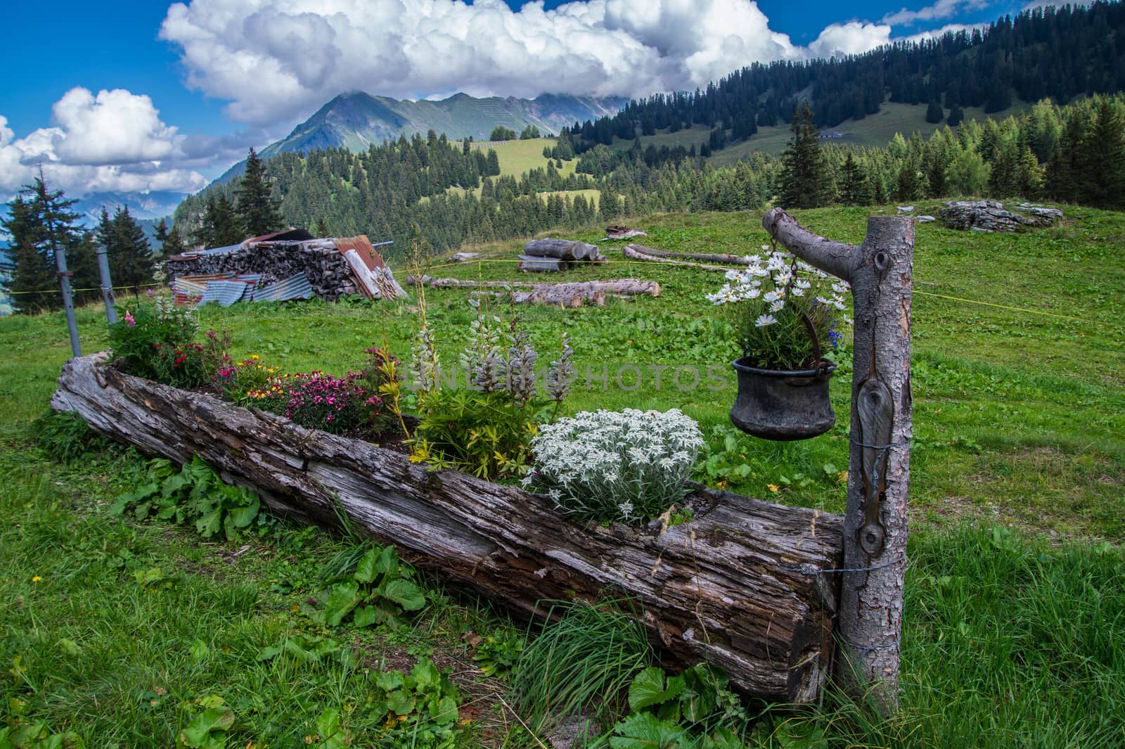 landscape of the Swiss Alps