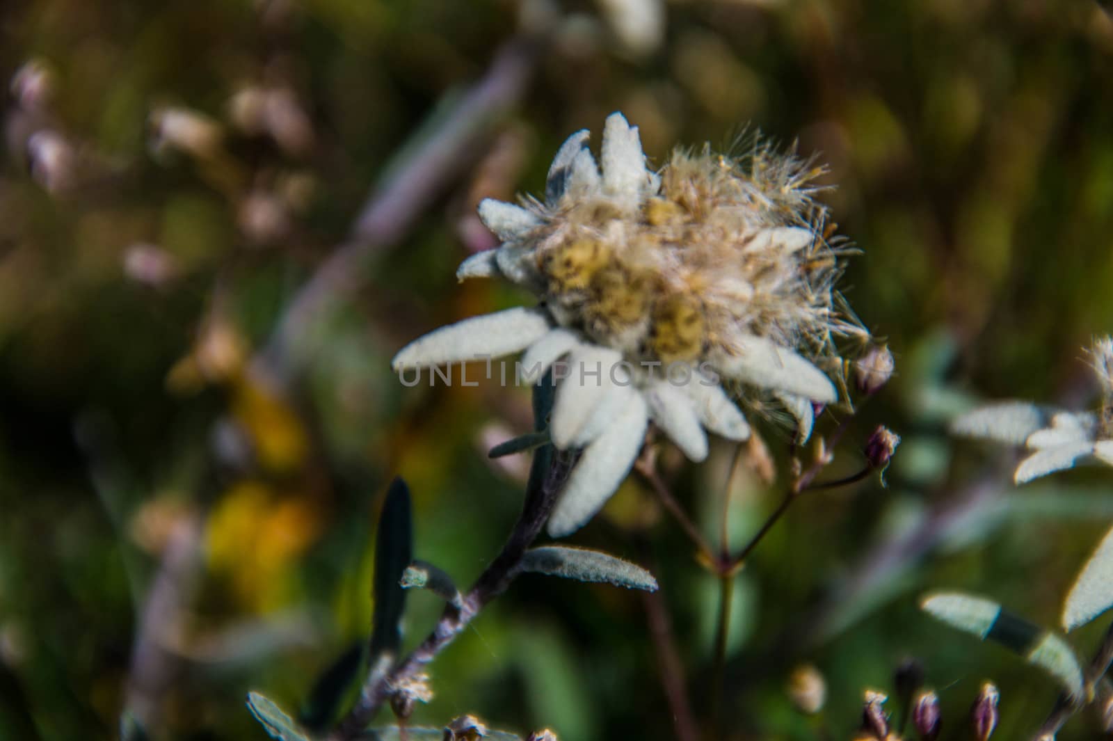 flowers in the Swiss Alps