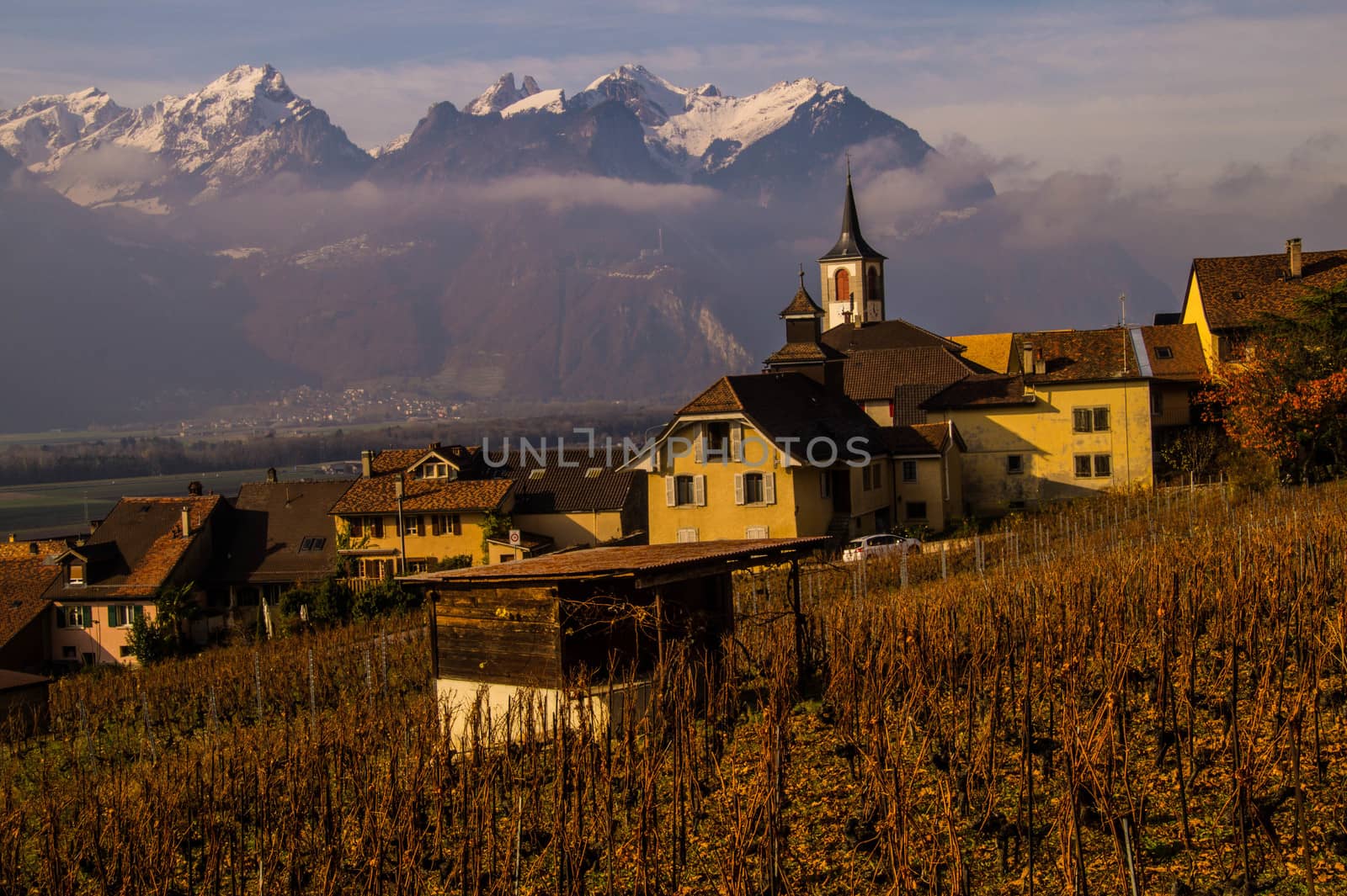 vineyard of lavaux