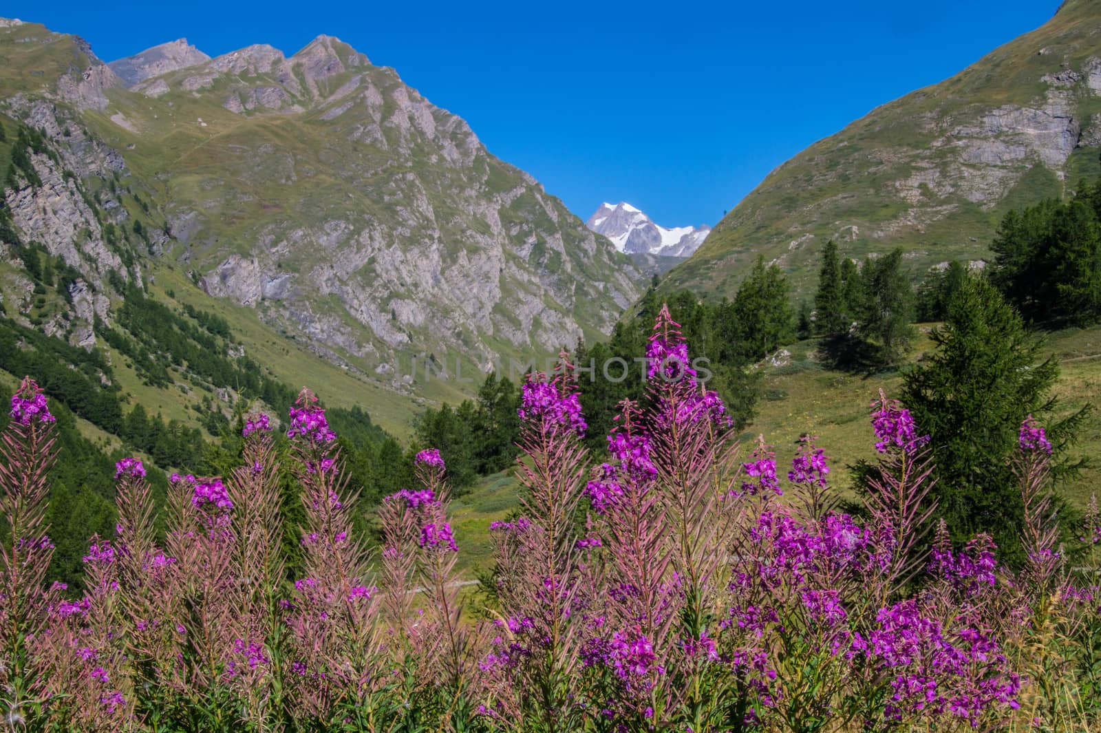 landscape of the Italian Alps