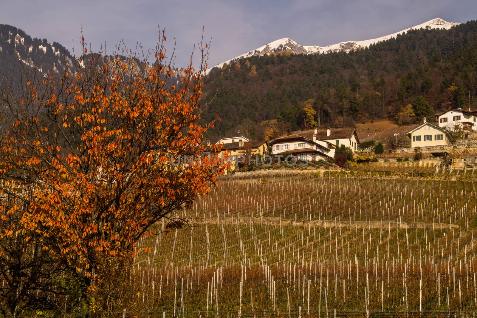 vineyard of lavaux
