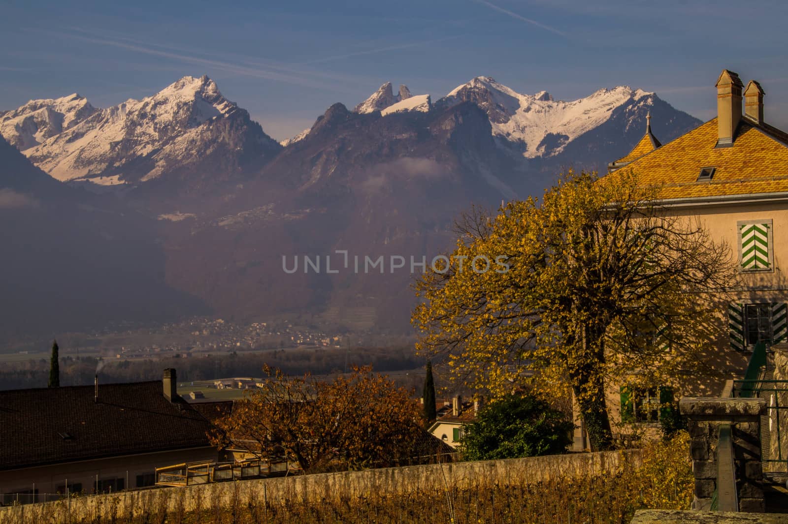 vineyard of lavaux
