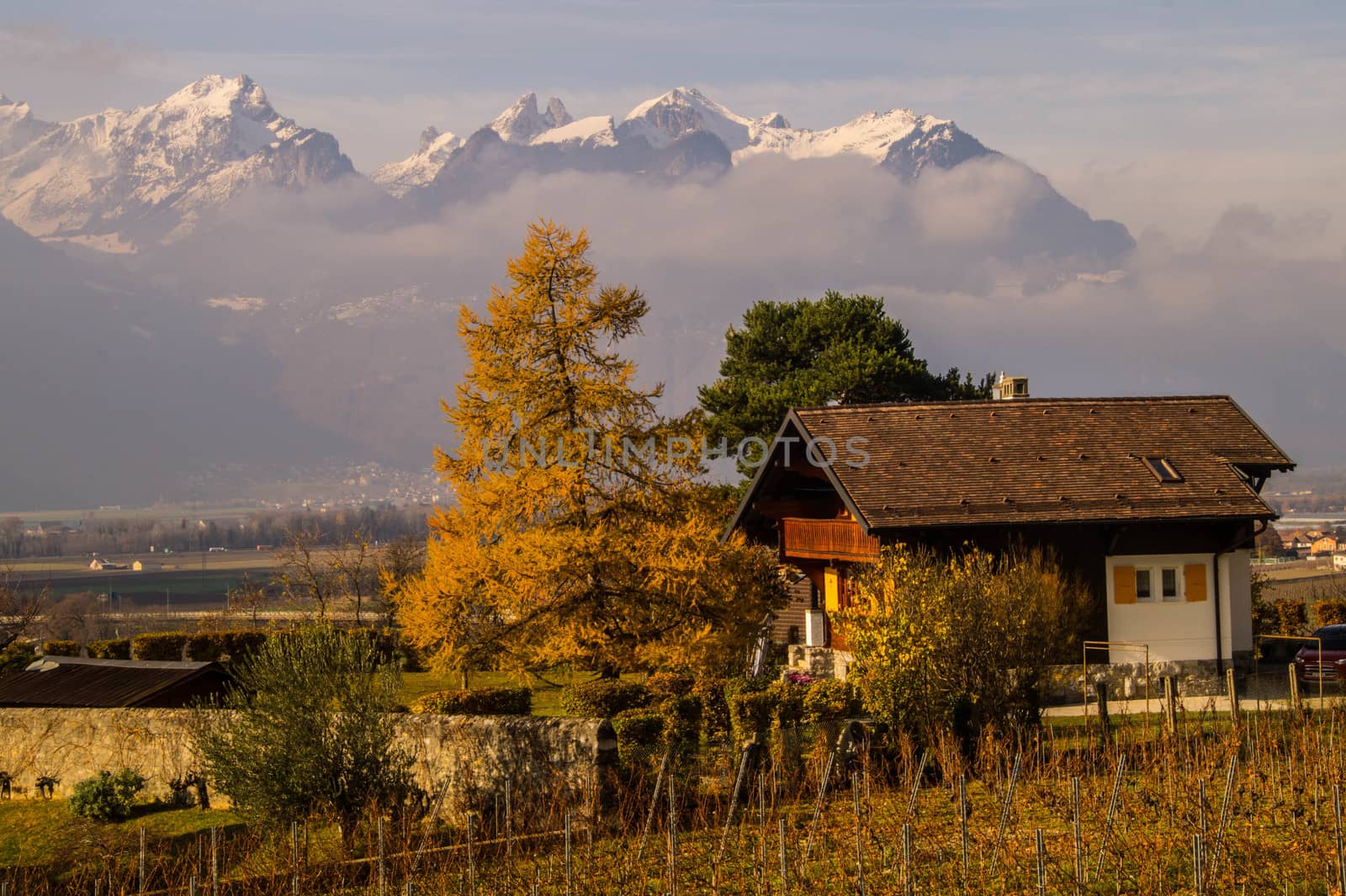 vineyard of lavaux