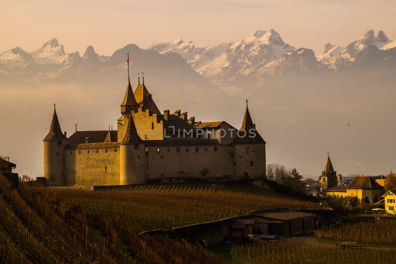 vineyard of lavaux