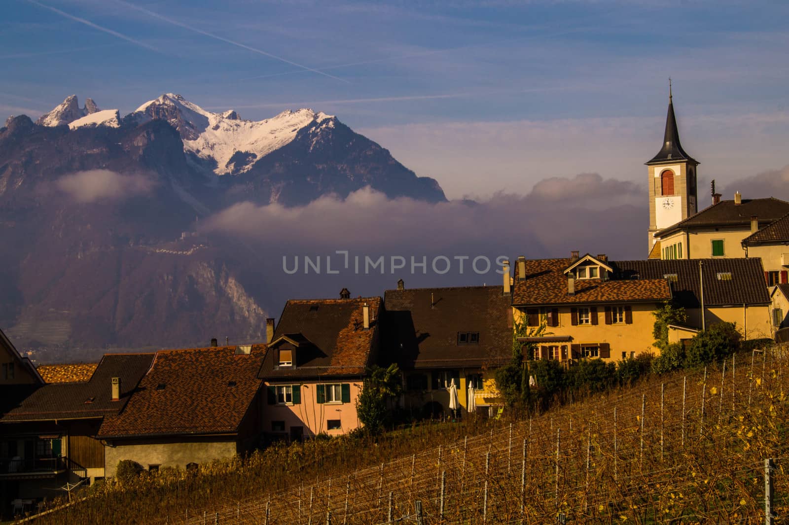 vineyard of lavaux