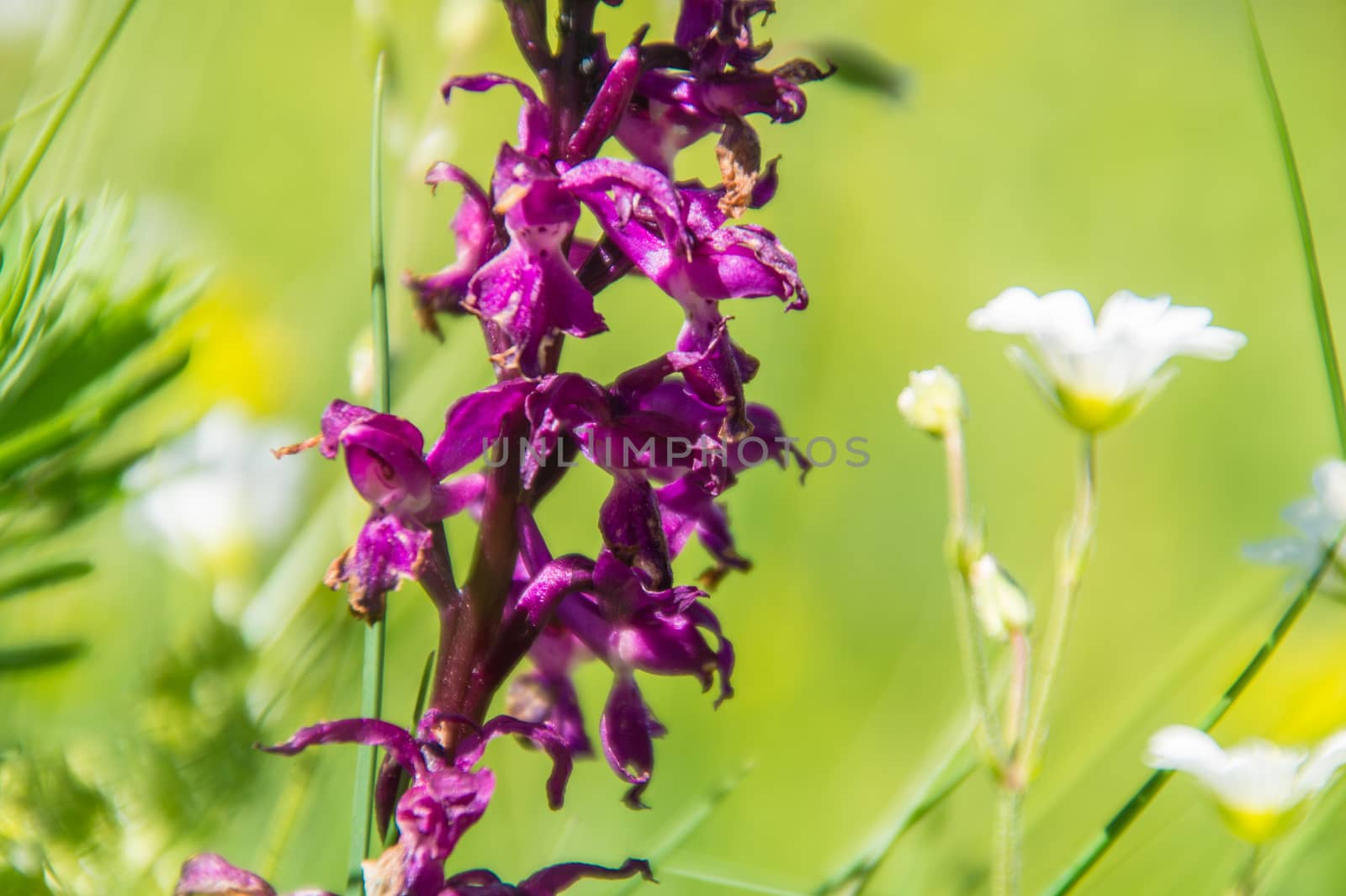 orchis,saint hilaire du touvet,isere,france'