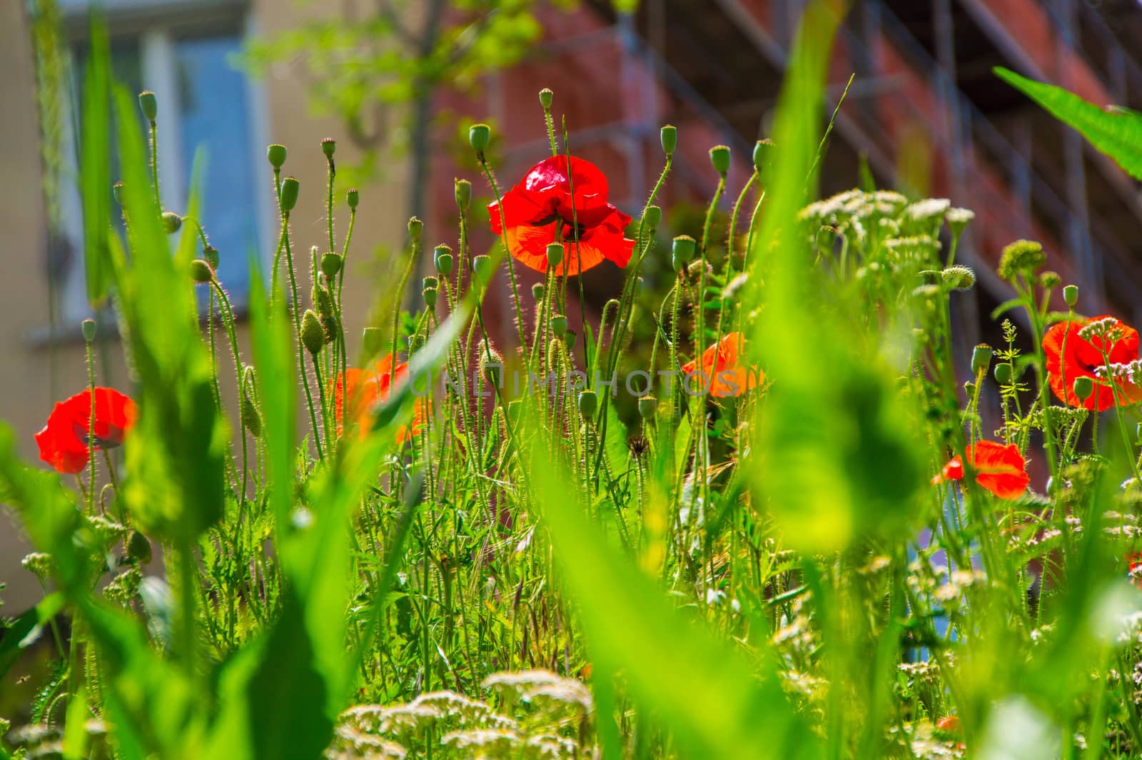 flowers in the city