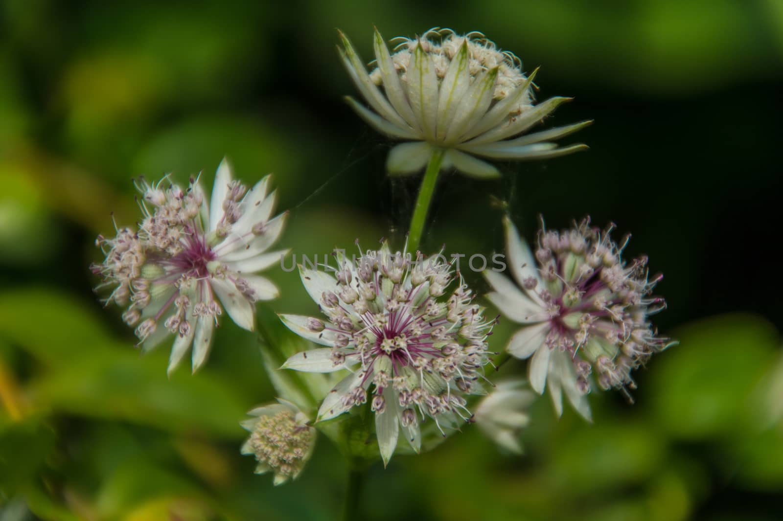 Astrantia major,isere,france