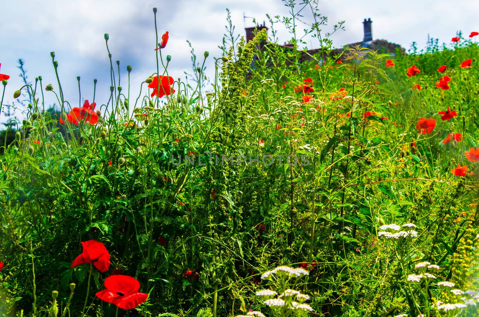 drome landscape