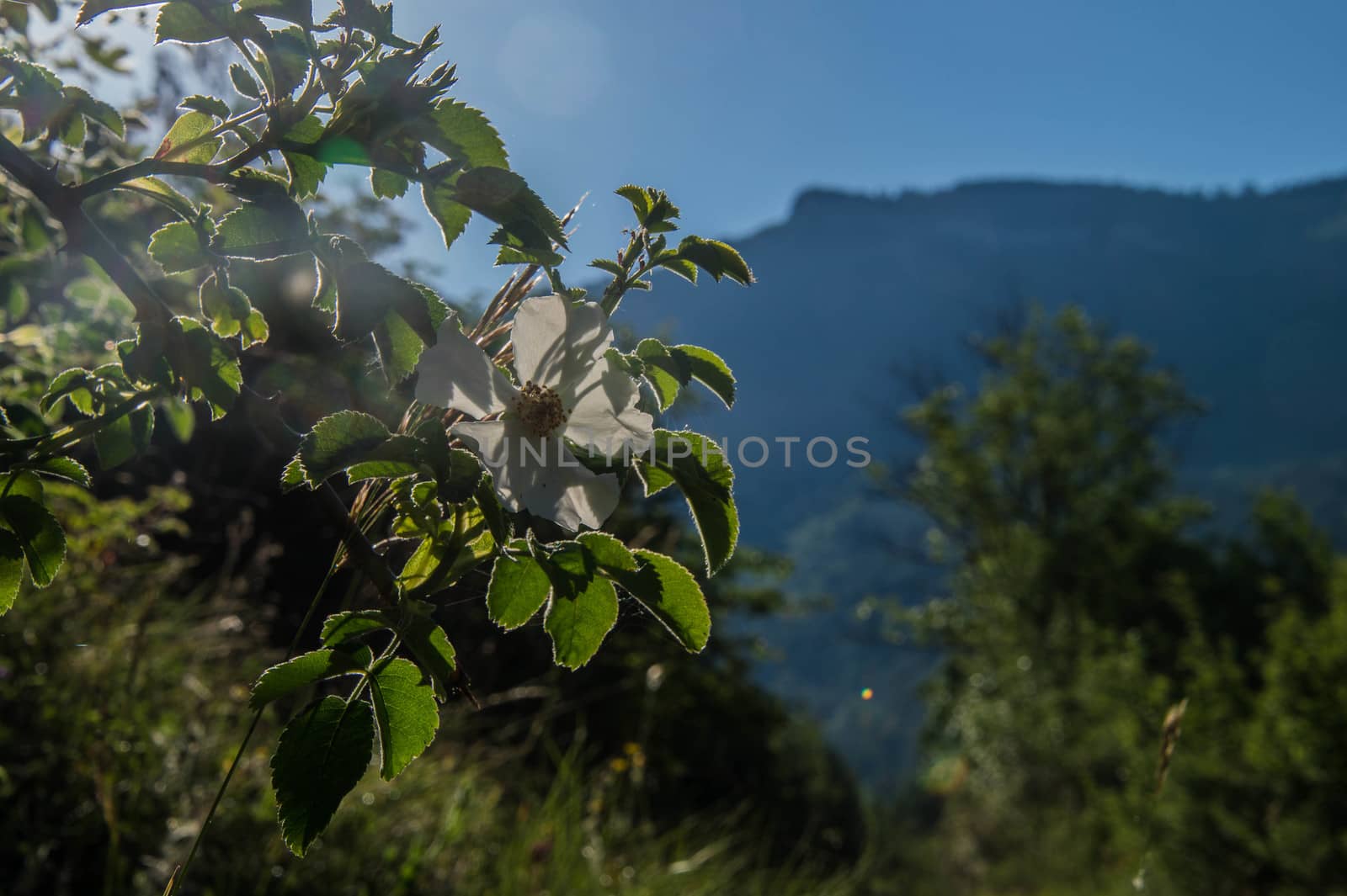 drome landscape