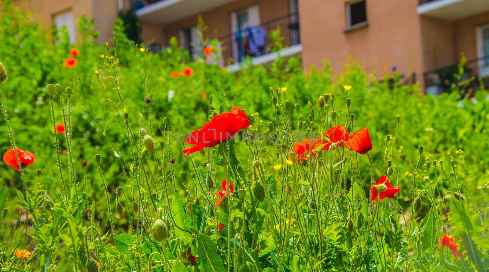 flowers in the city
