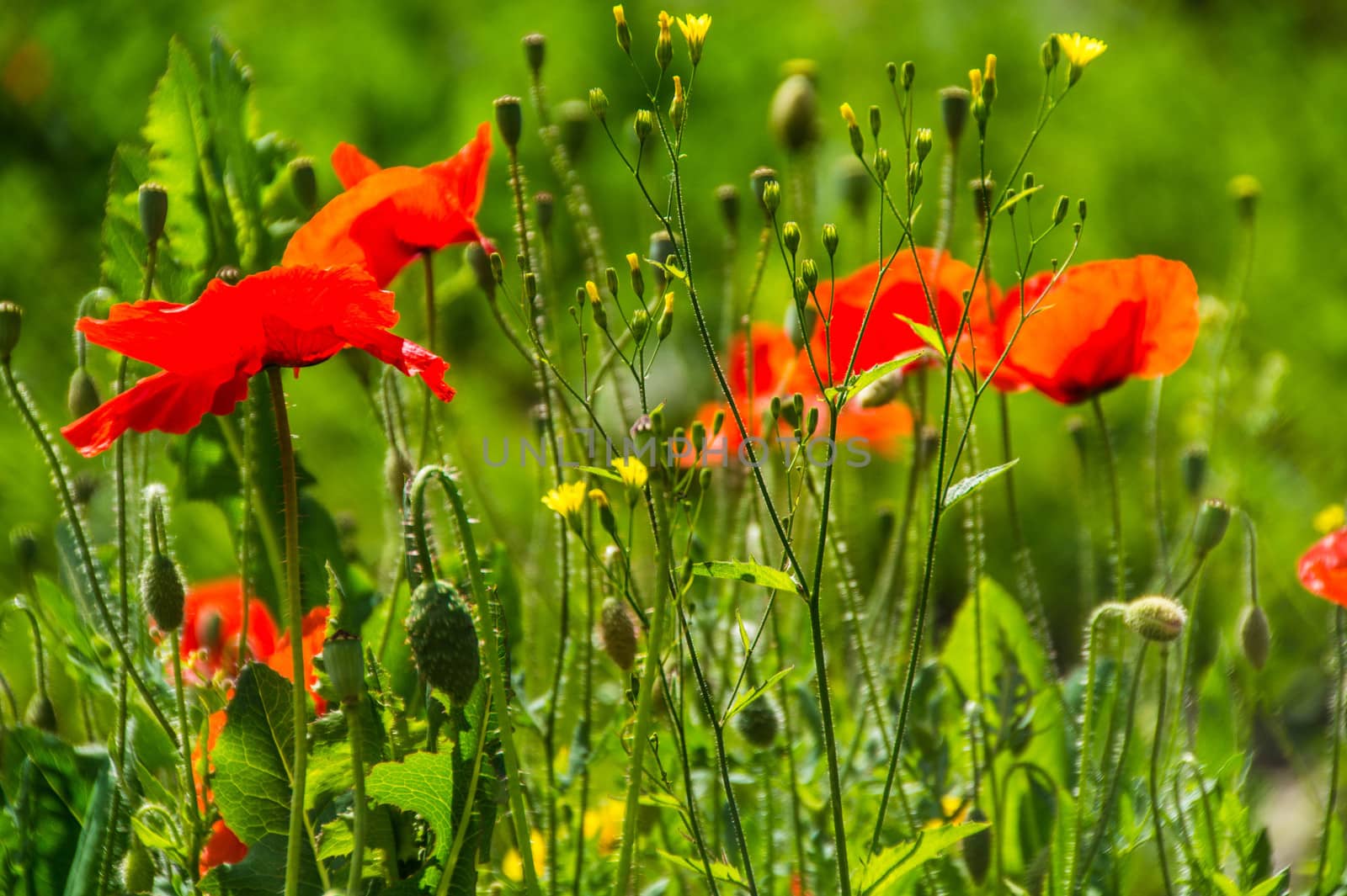 flowers in the city