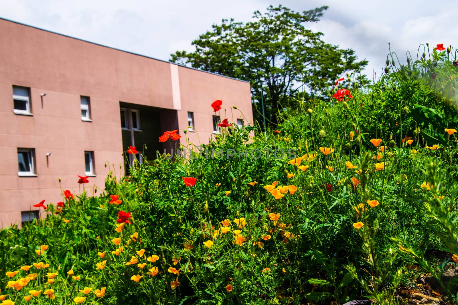 flowers in the city