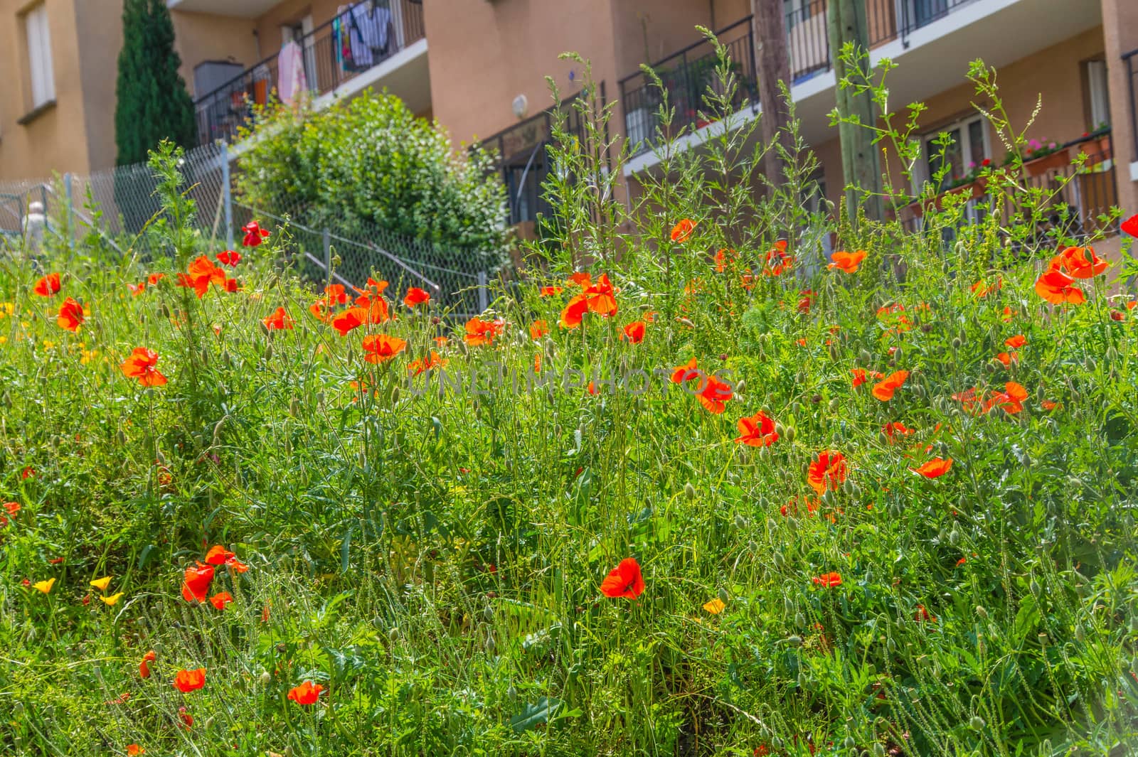 flowers in the city