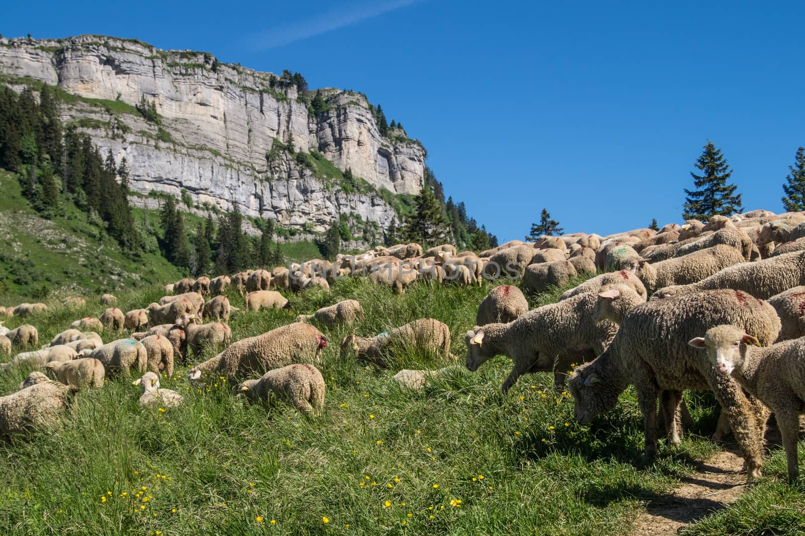 pass of ayes,sain pierre de chartreuse,isere,france