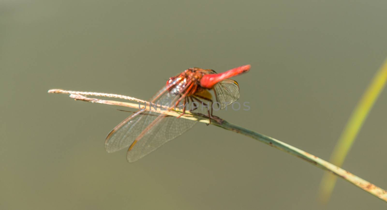 odonata,libellule,isere,france