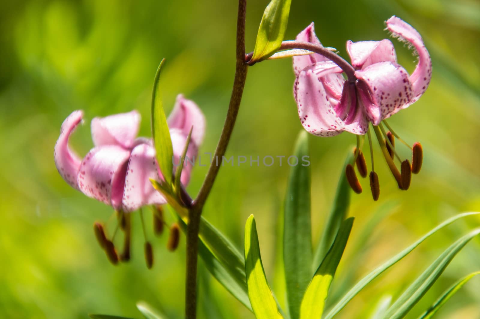 lilium martagon,loire,france