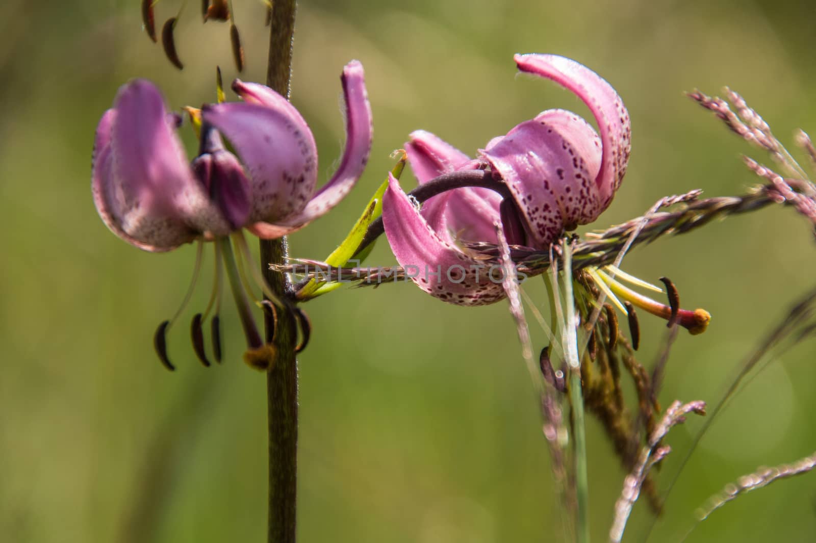 lilium martagon,loire,france