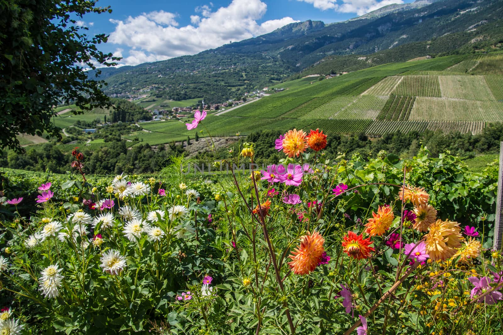 salgesch,valais,swiss