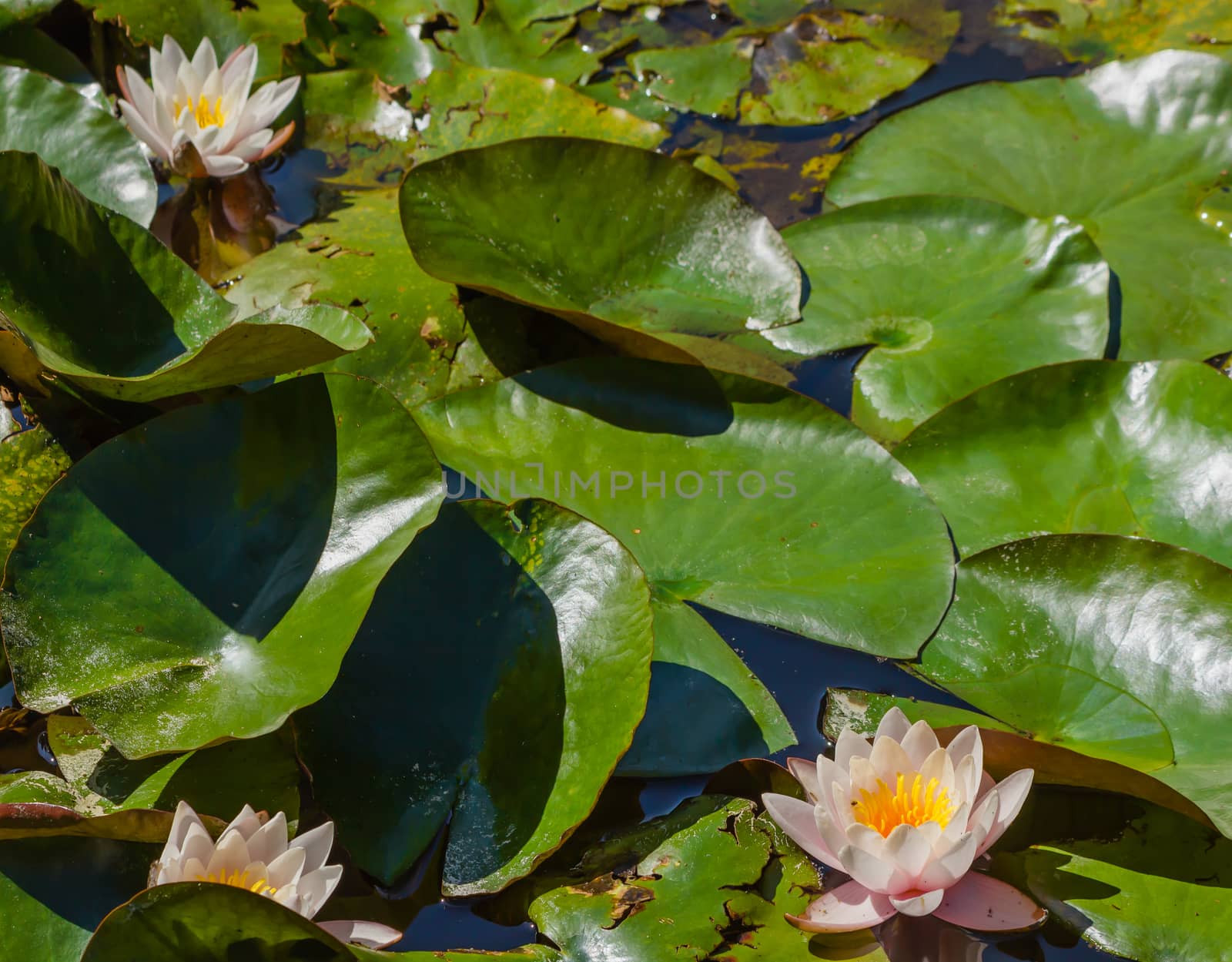 water lilies blooming in a pond by moorea