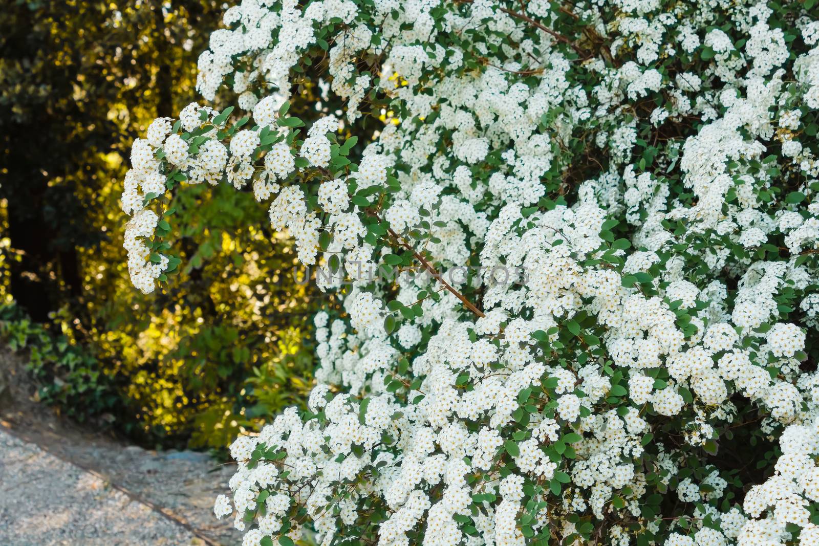an arc of white spirea flowers by moorea