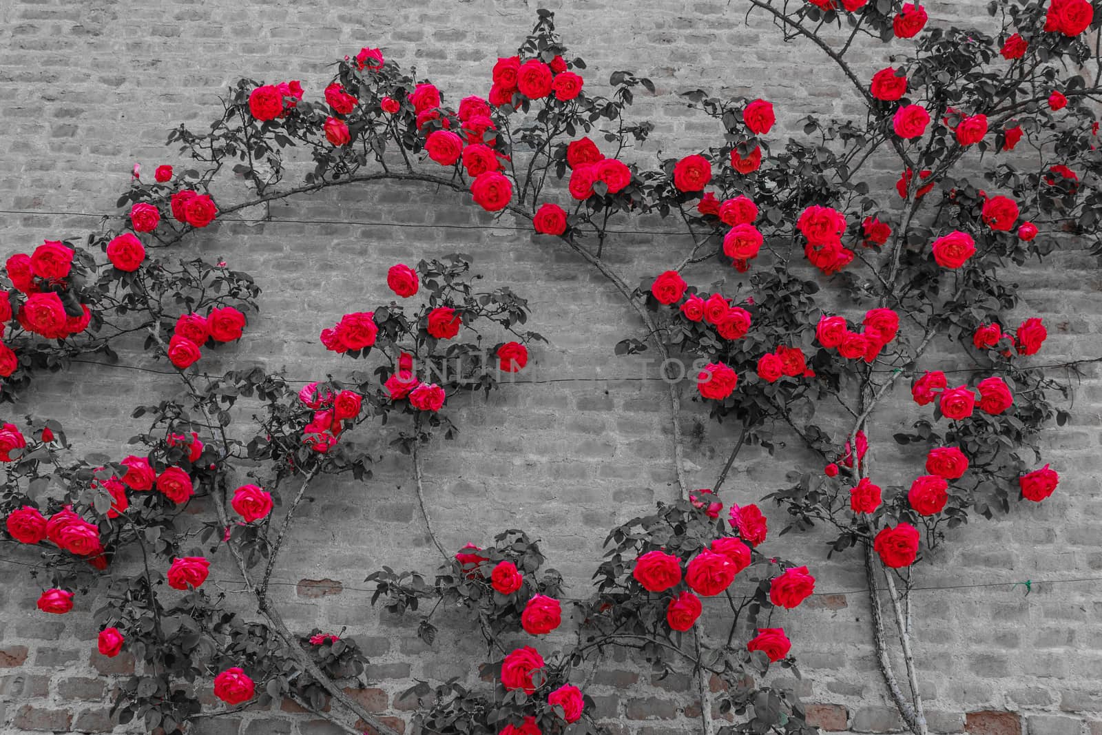 a roses climb on a brick wall by moorea