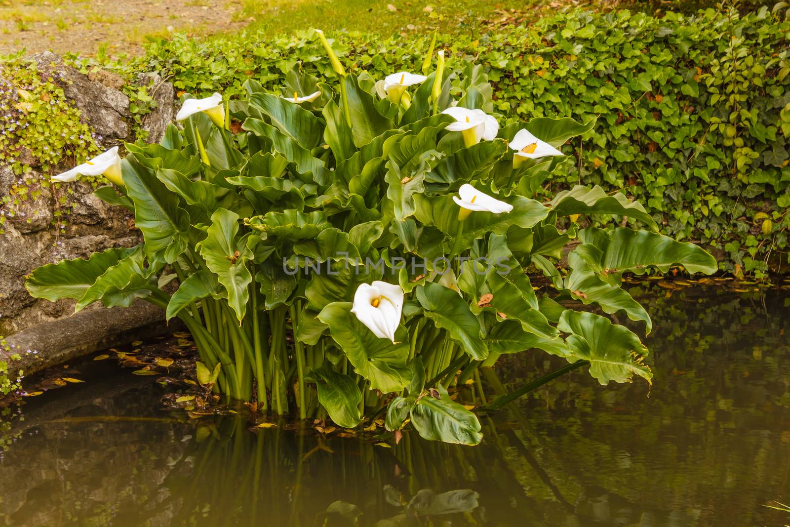 the acquatic white  calla lily  known as zantedeschia aethiopica by moorea