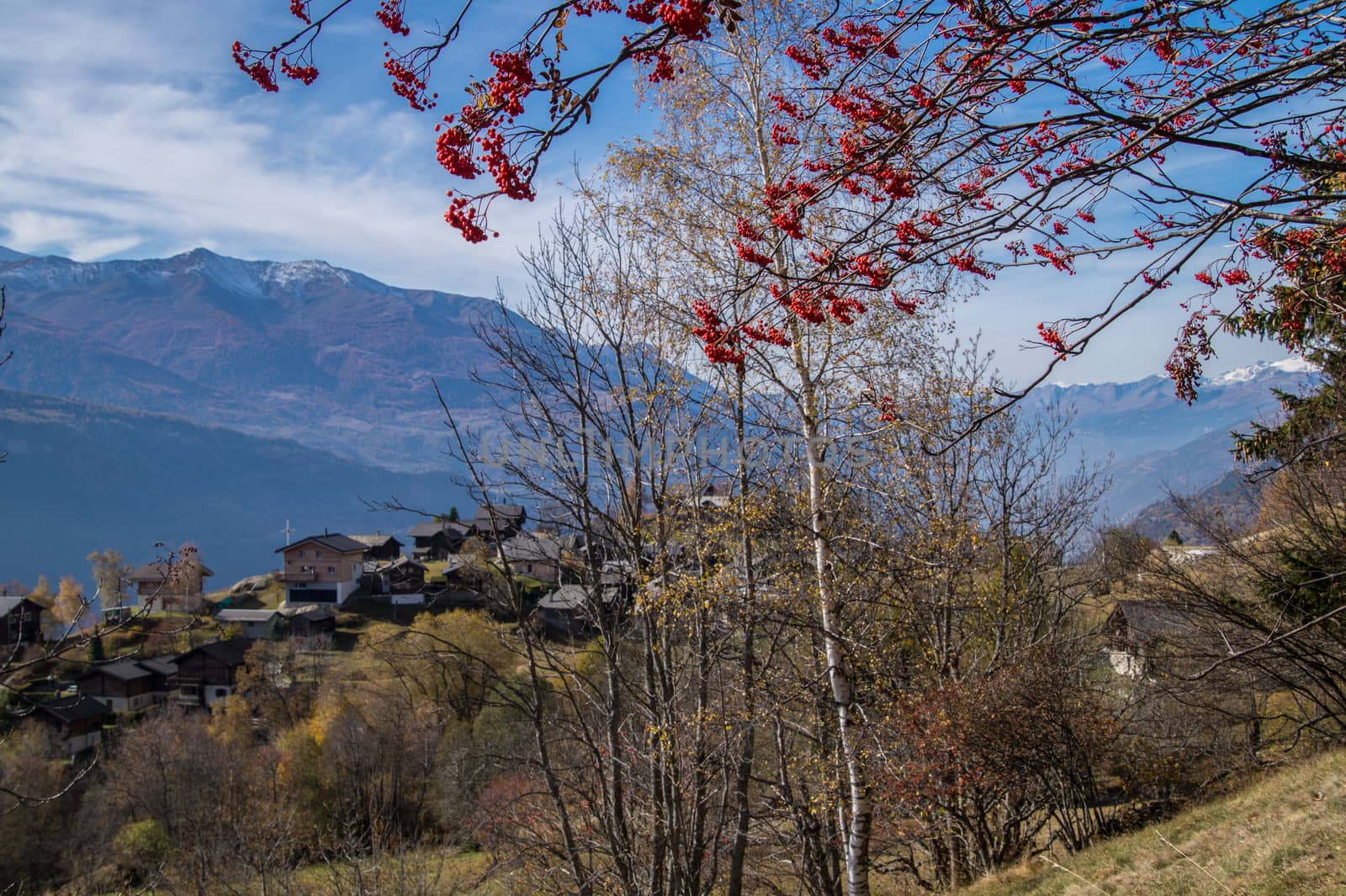 finnen,valais ,swiss