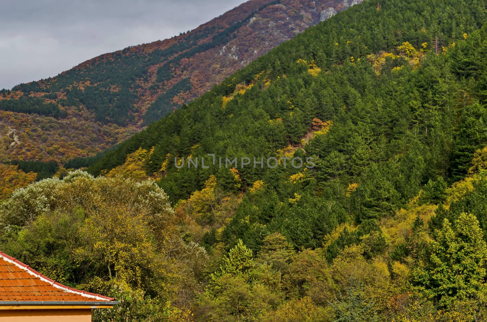 Colorful autumn   forest with coniferous and deciduous trees and glade in the Balkan mountain, near Maglizh, Bulgaria