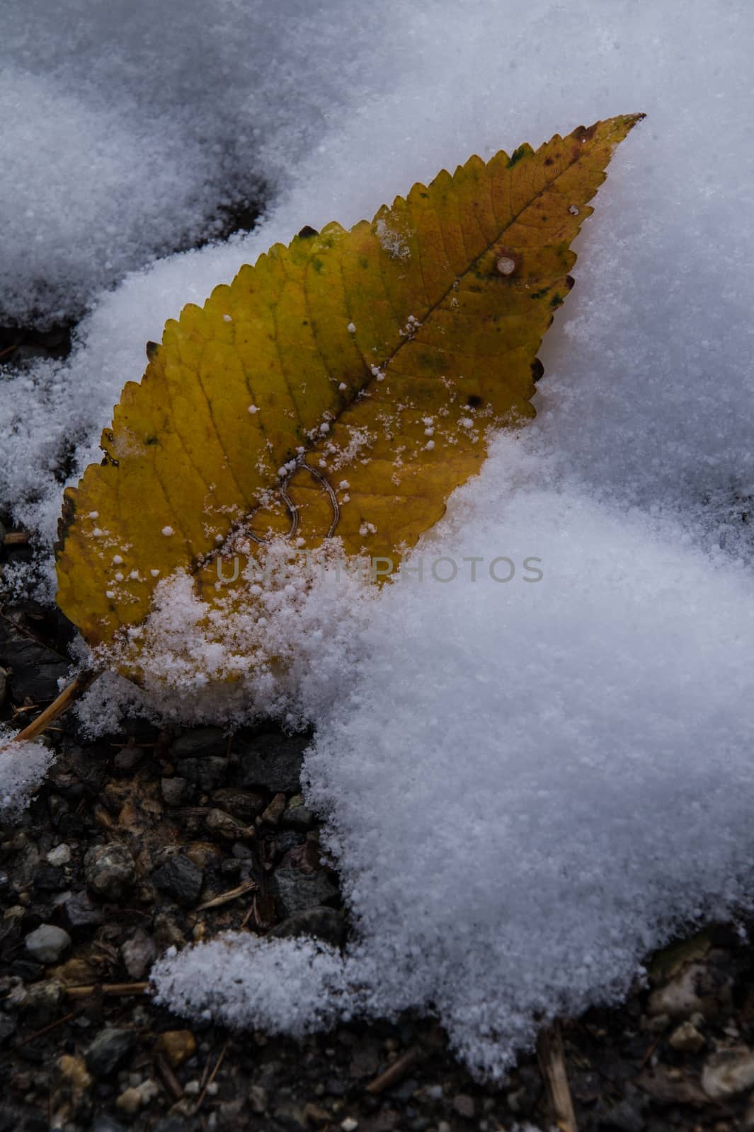 montroc,chamonix,haute savoie,france