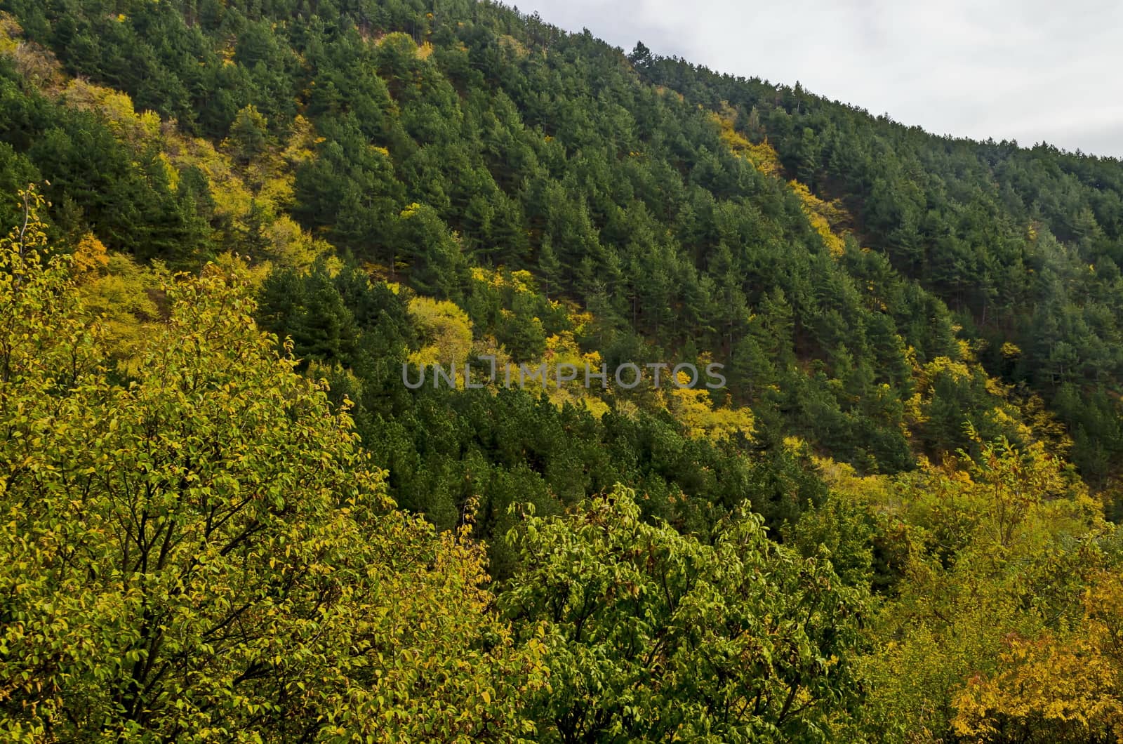 Colorful autumn   forest with coniferous and deciduous trees and glade in the Balkan mountain, near Maglizh, Bulgaria