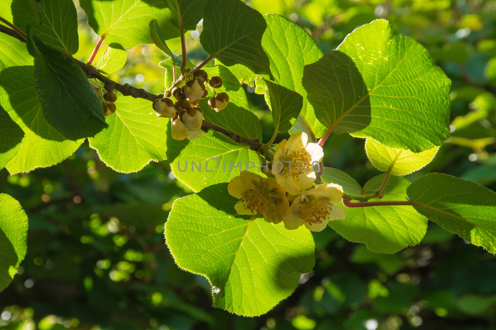 flowers kiwi,ardeche,france