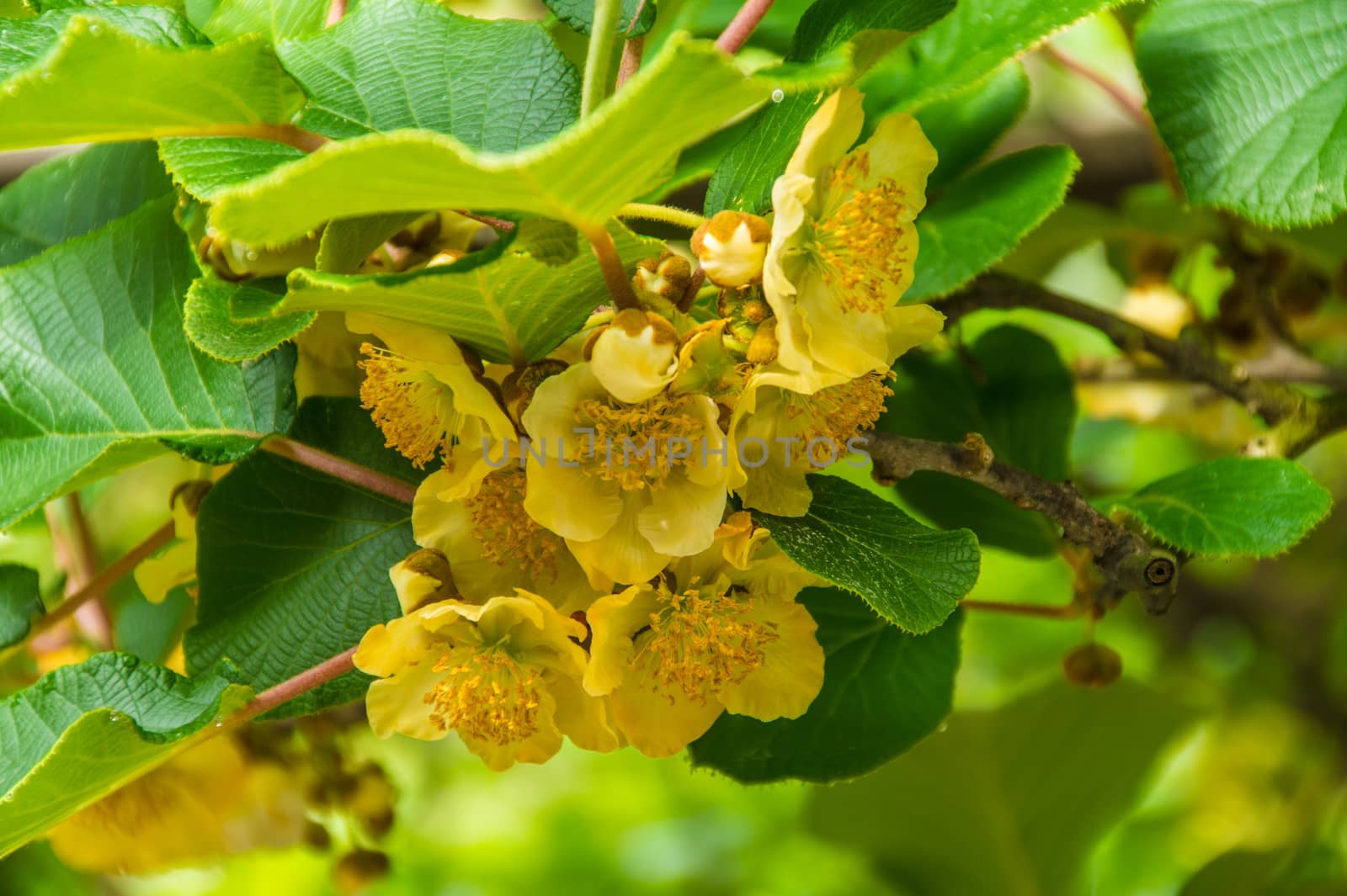 flowers of kiwi,ardeche,france