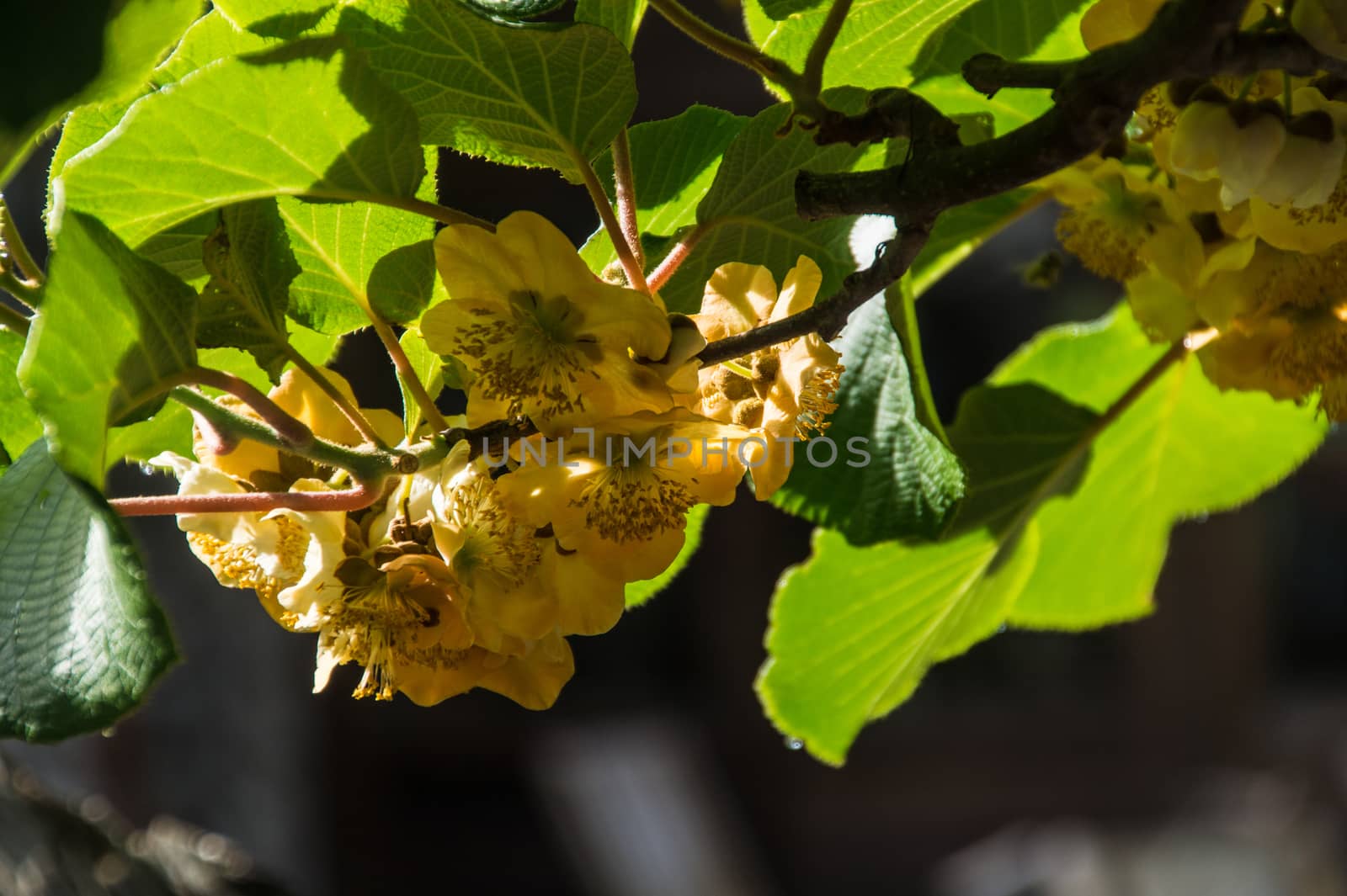 flowers of kiwi,ardeche,france
