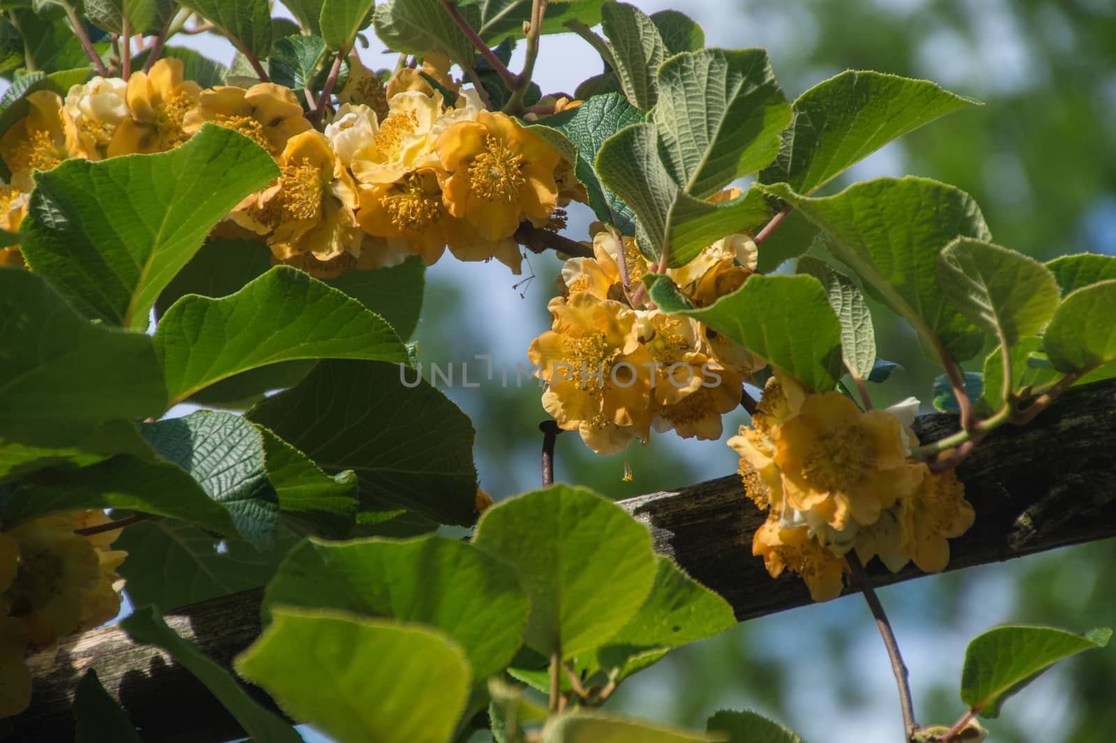flowers of kiwi,ardeche,france