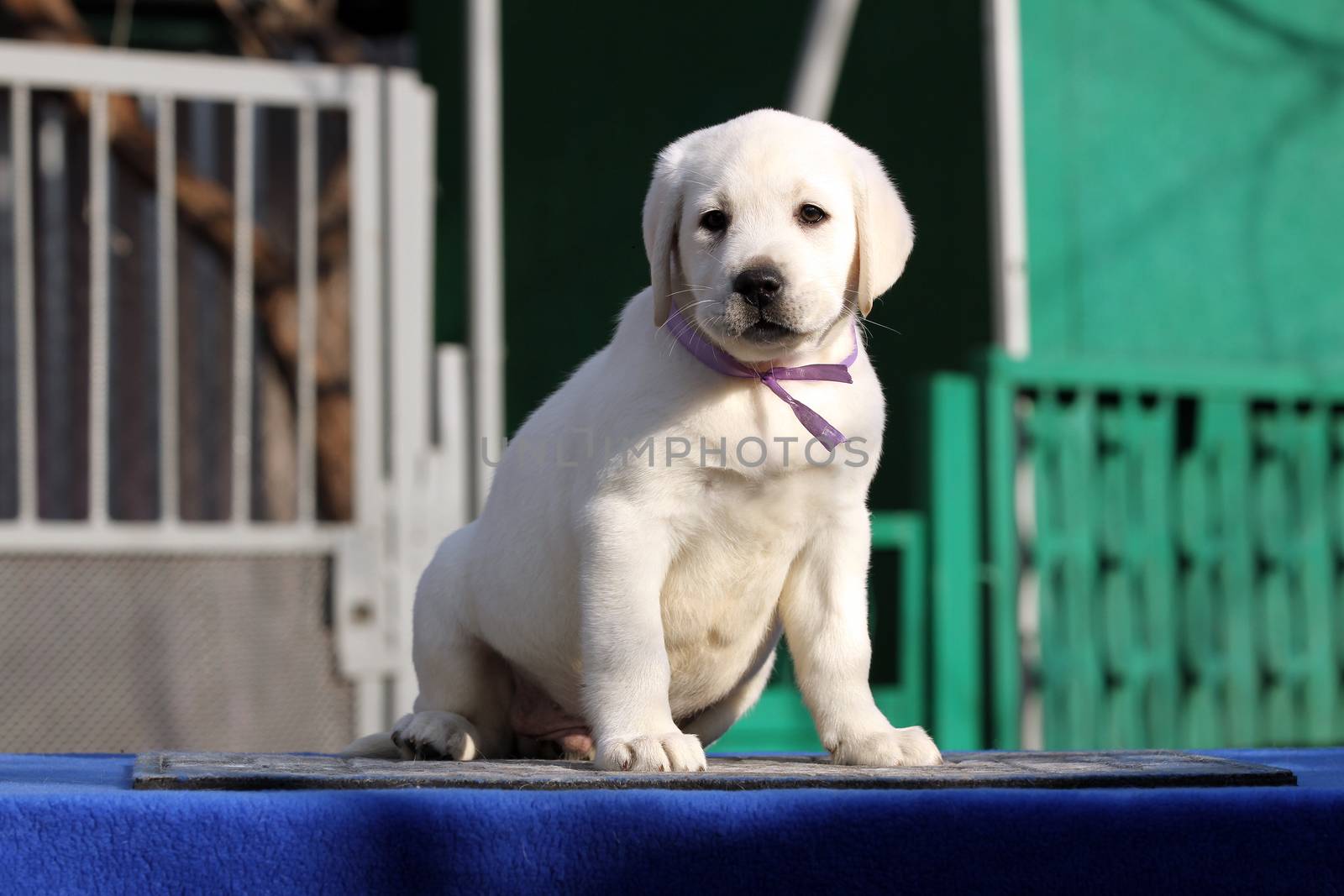 little labrador puppy on a blue background