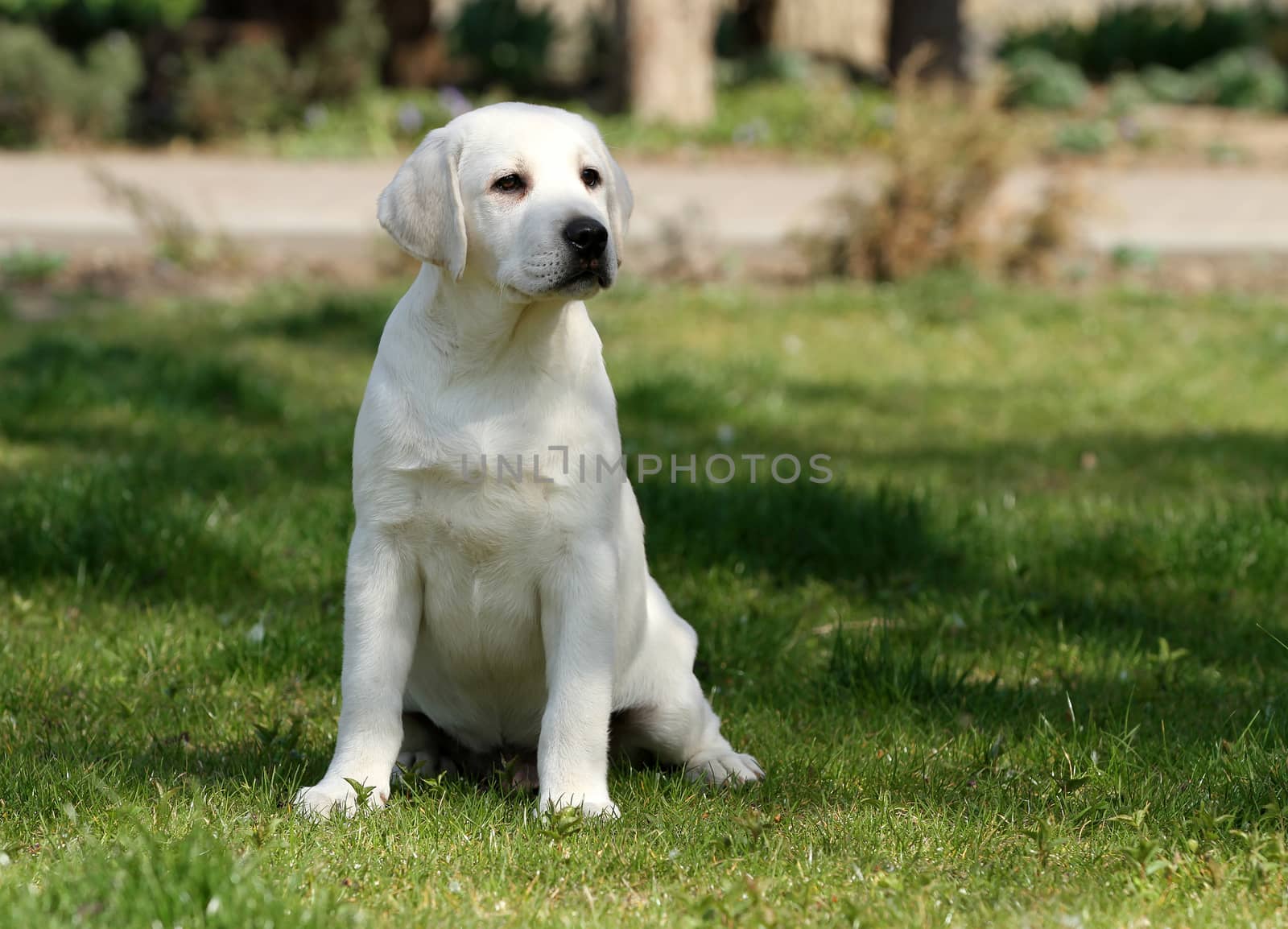 nice sweet yellow labrador playing in the park