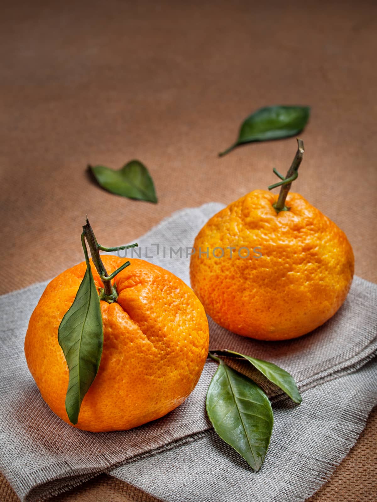 Fresh, tasty, sweet, large with branches and green leaves orange mandarins for healthy and dietary food stand a bunch on a large liana napkin