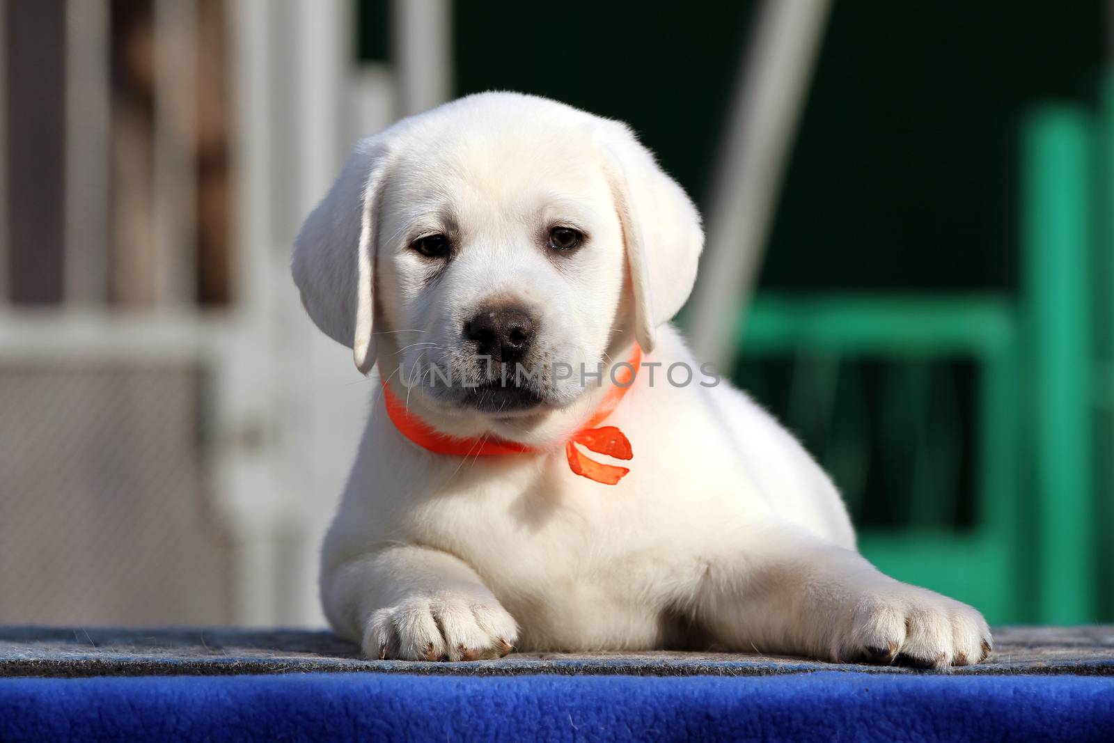 a little labrador puppy on a blue background